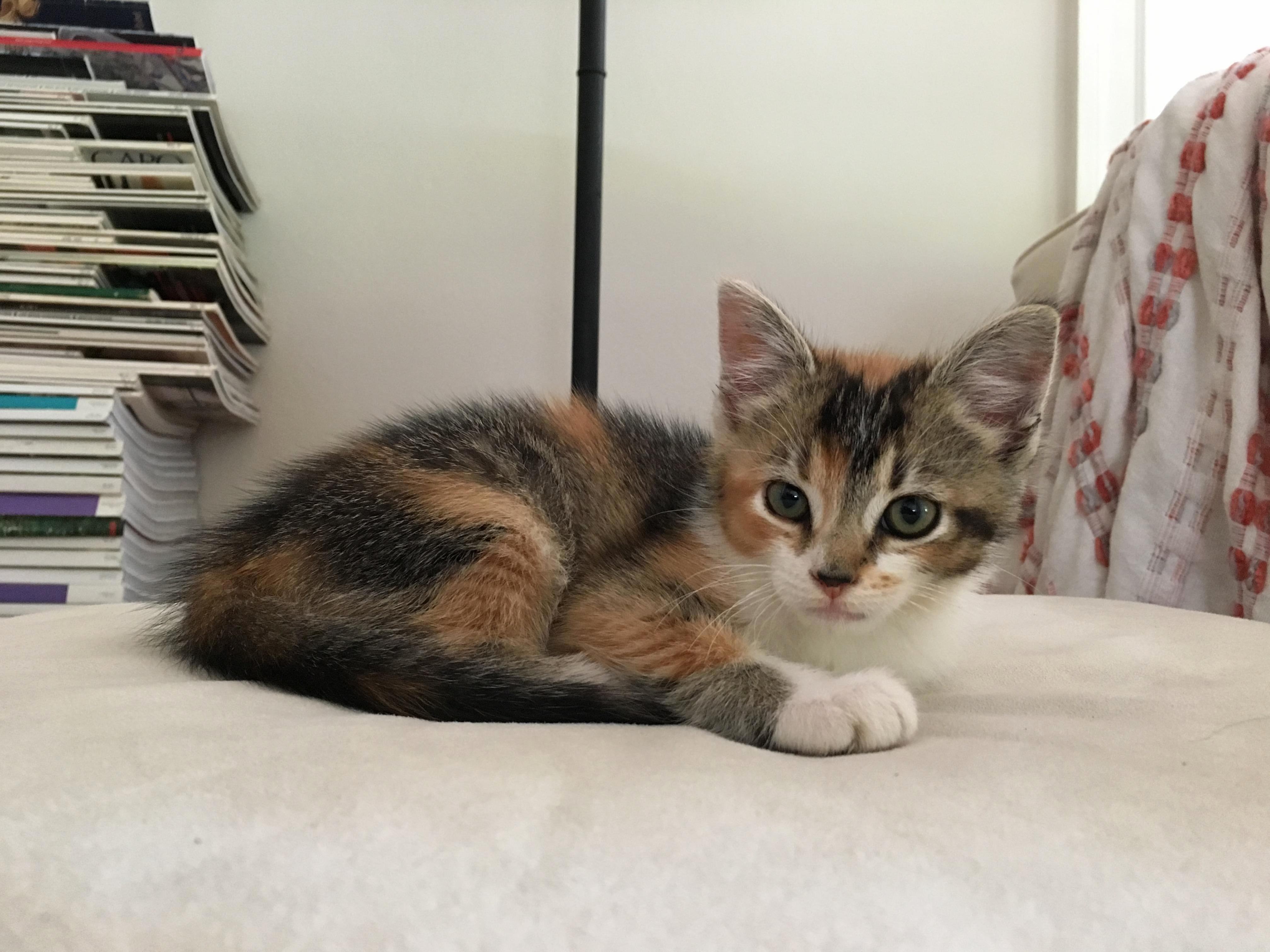 Meet Eirene. We Rescued Her from Under a Friends Deck.