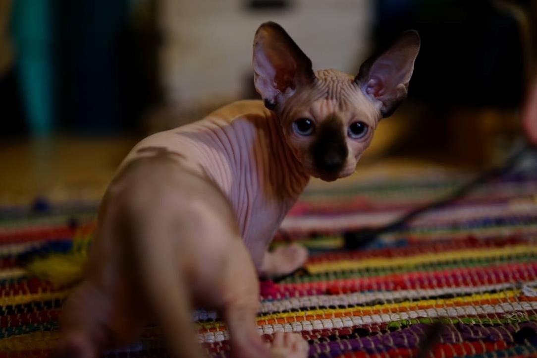 Meet Gizmo aka Neil Catrick-hairless