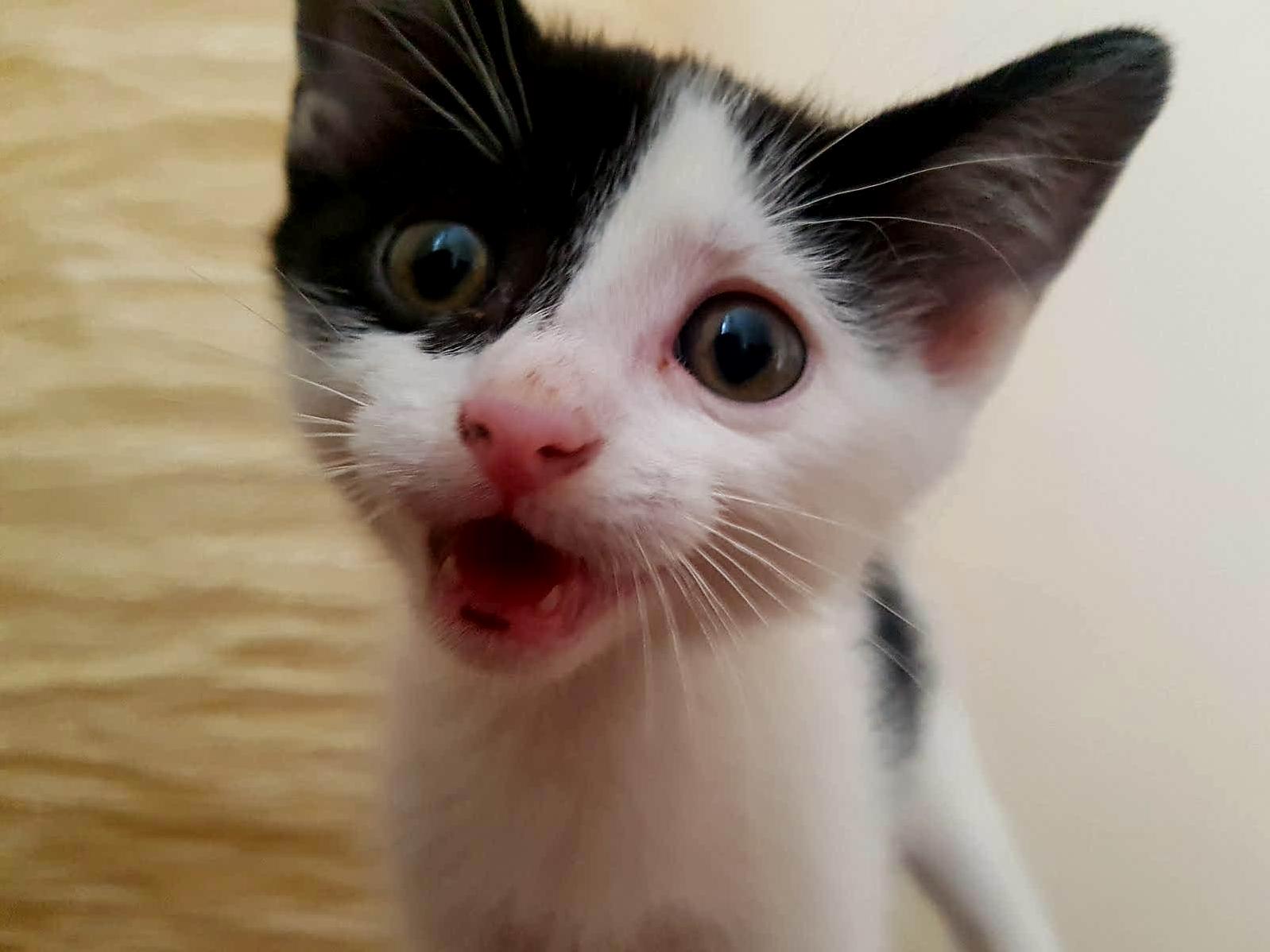 Meet Gizmo. I Have to Make Sure Not to Feed Her After Midnight.