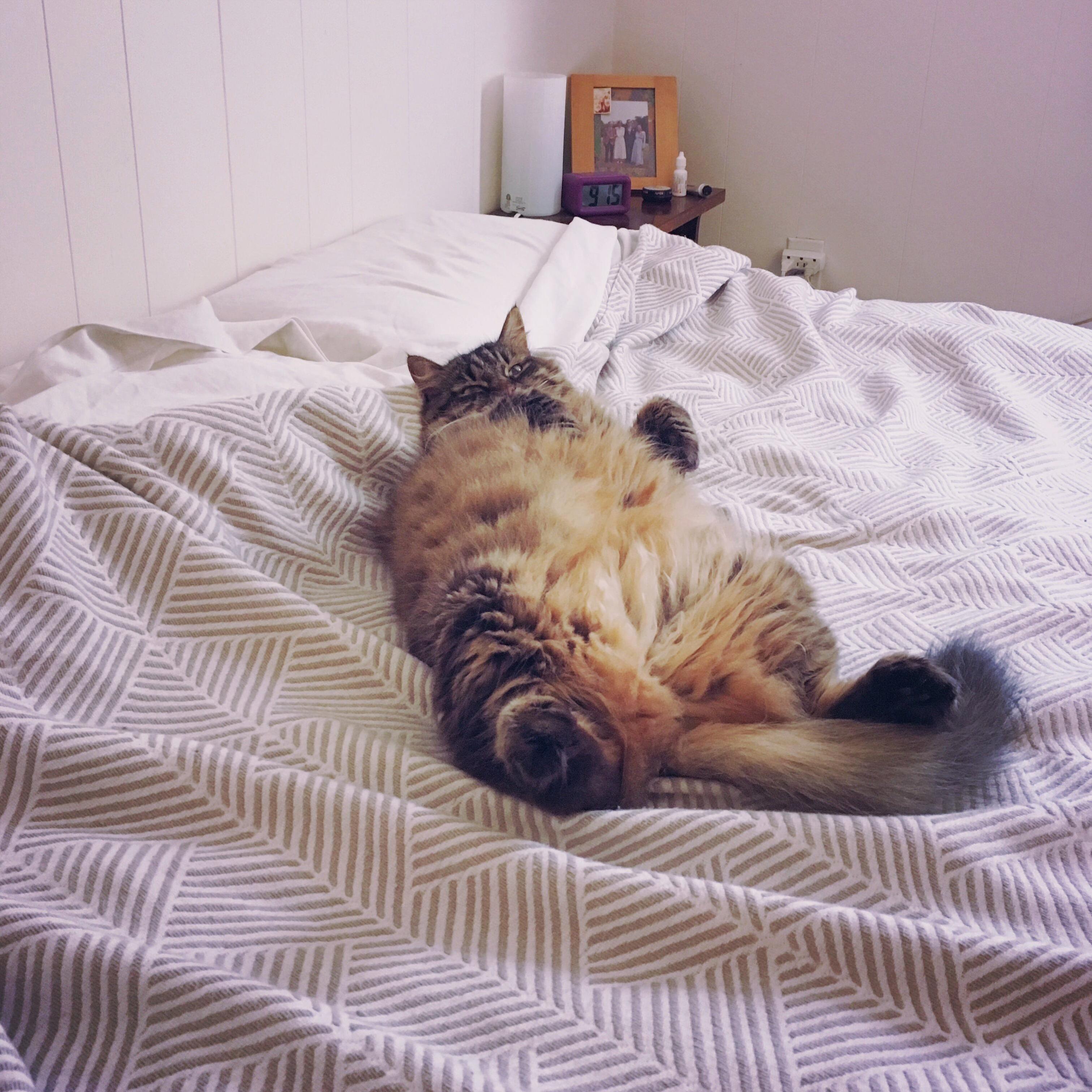 Meet Goose the Chillest Thing Alive