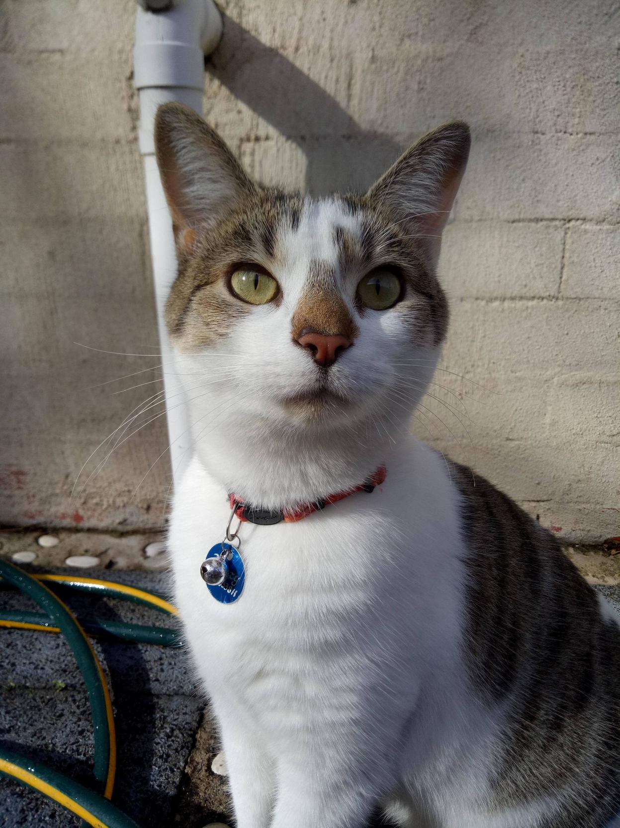 Meet Jazzy Its Rare She Sits Still Long Enough for a Photo.
