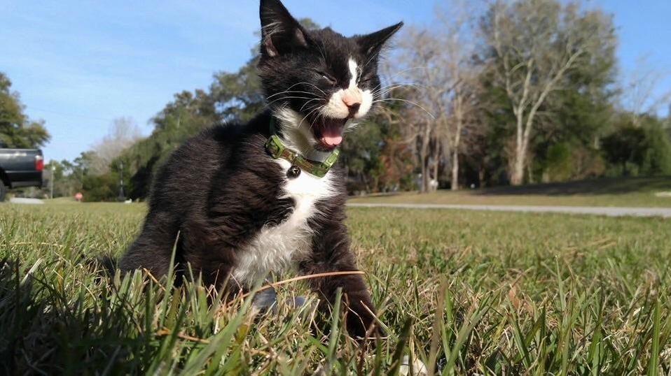 Meet Koa My Sisters Kitty with Feline Cerebellar Hypoplasia. Koa Means Warrior in Hawaiian. I Think the Name Suits Him Quite Well.