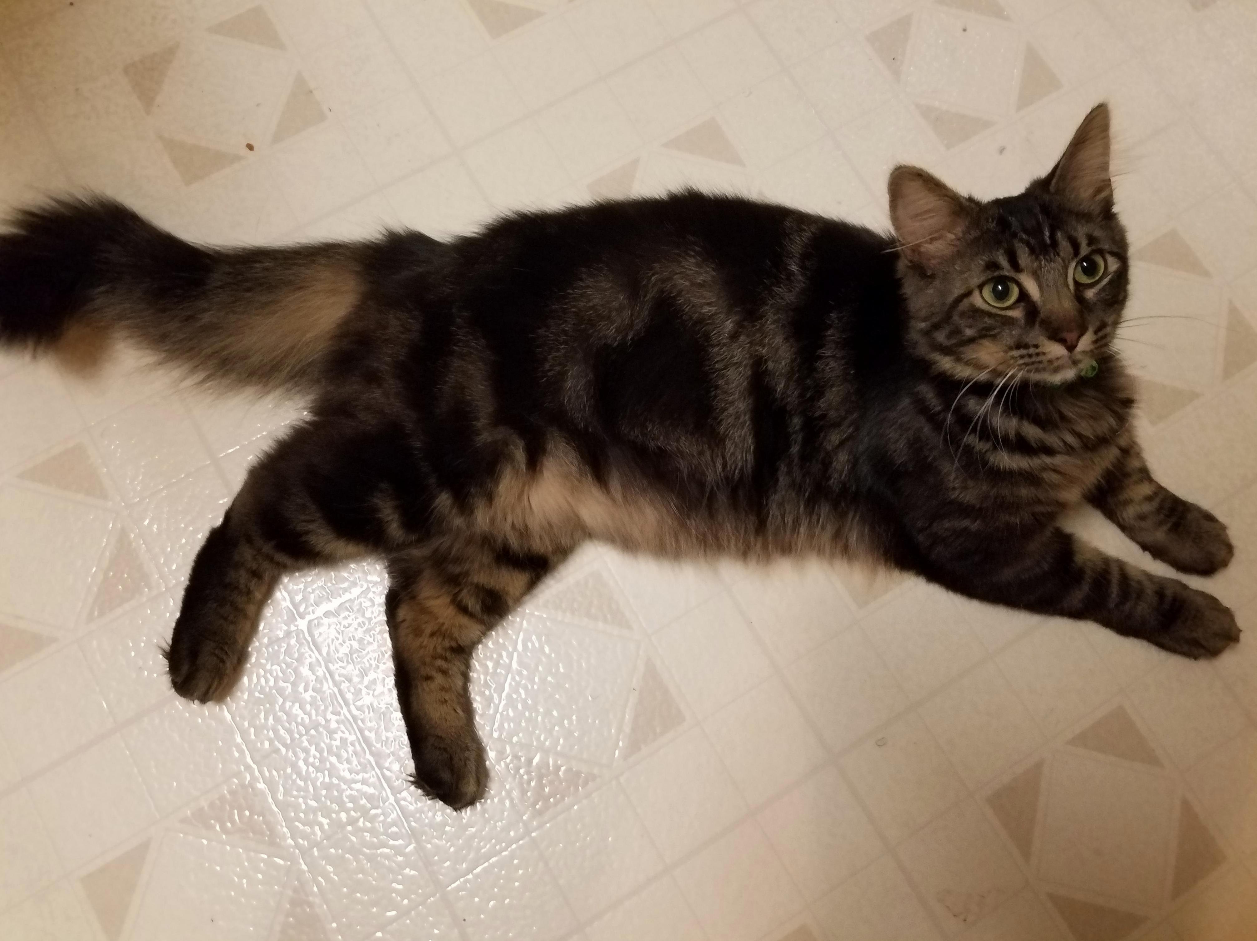 Meet Lenny Katvitz