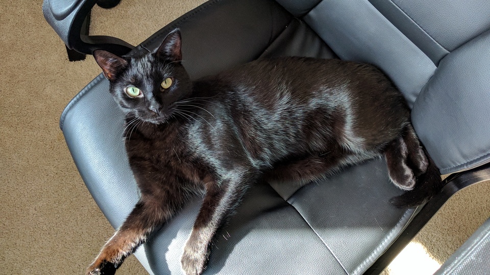 Meet Loki. Loki . Hes the Sweetest Most Affectionate Cat I Ve Ever Met and Has Gotten Me Through Many Many Difficult Days. I Love Him.