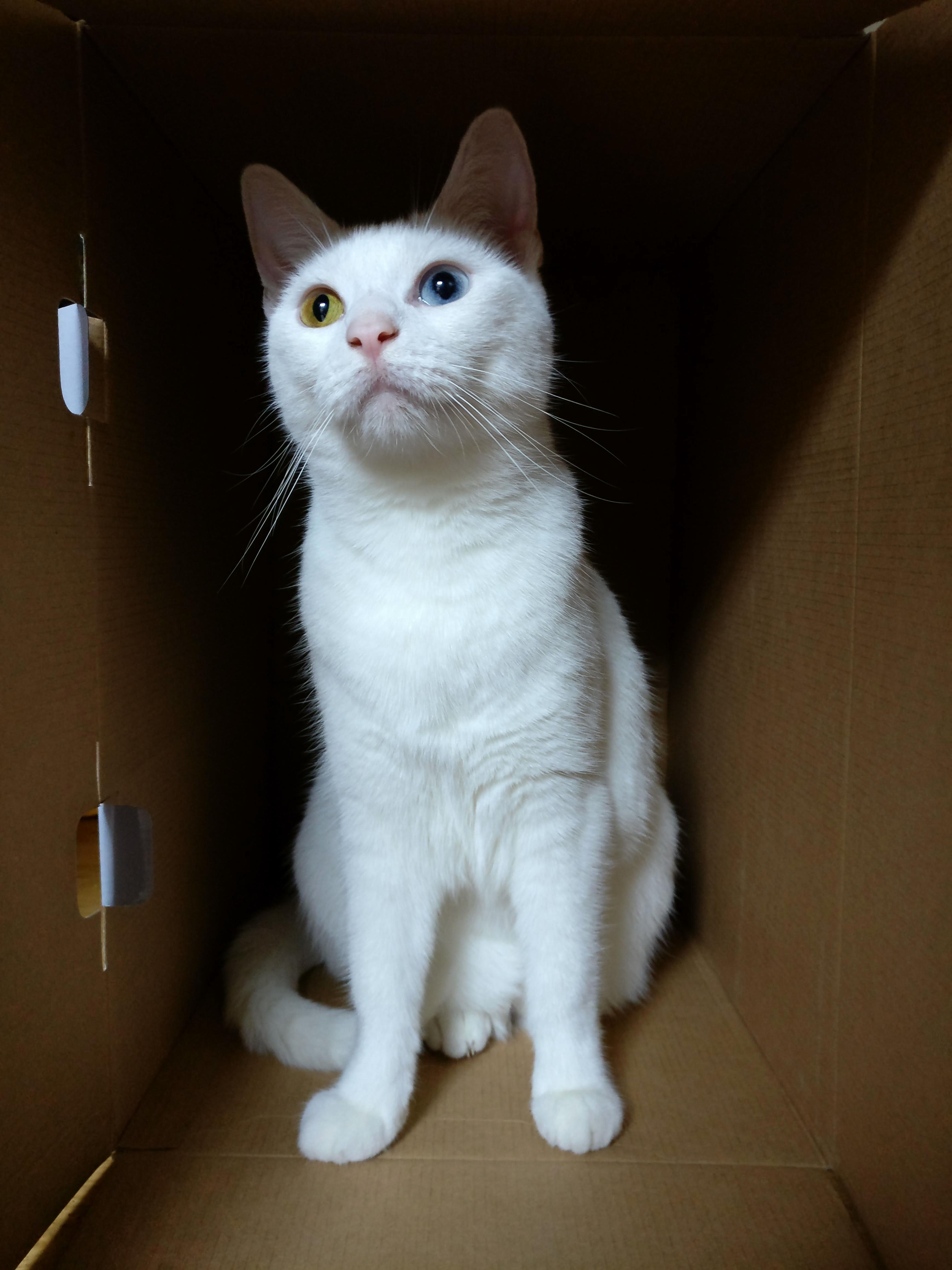 Meet Luna... Utterly Bonkers and Still a Tiny Bit Feral but I Couldnt Imagine Life Without Her