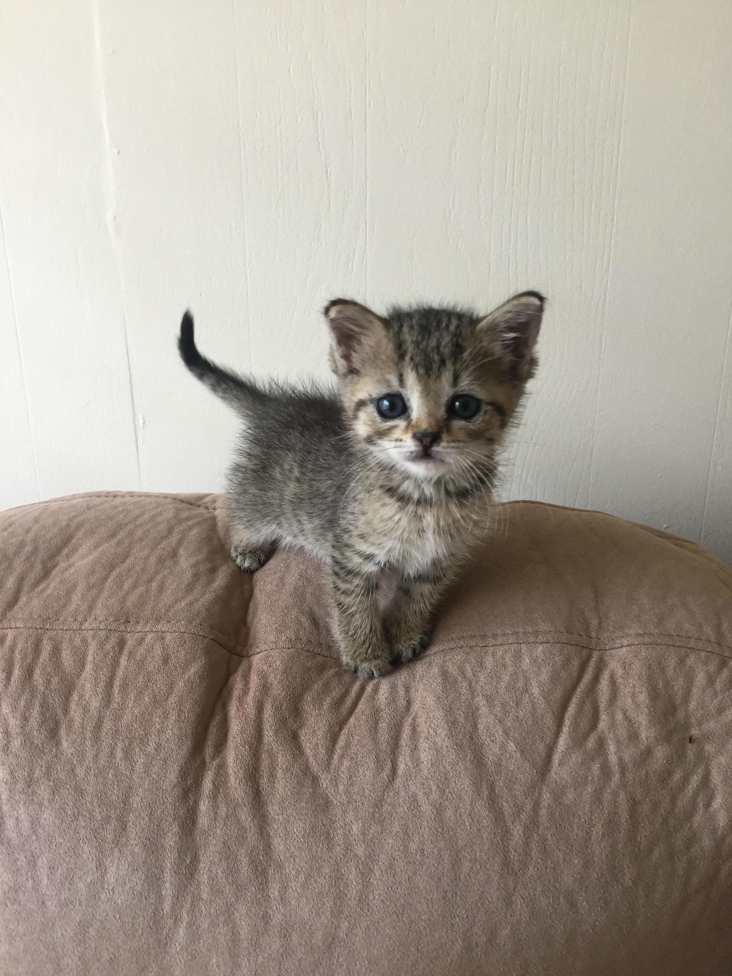 Meet Martin My 5 Week Old Kitten That I Found in the Road with an Upper Respiratory Infection 3 Weeks Ago. Hes Doing Great Now