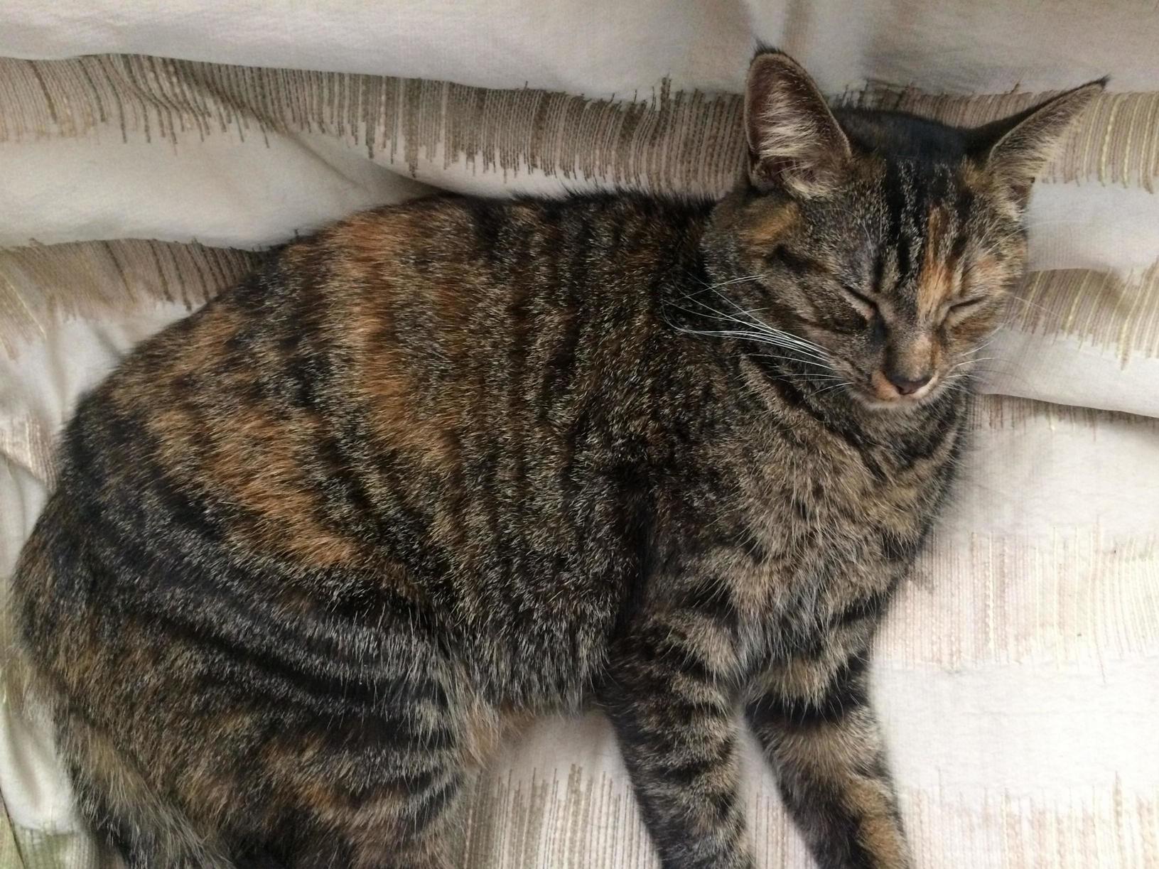 Meet My 1 Yo Mitzi
