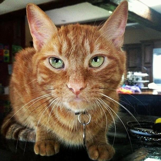 Meet My Boy Mango