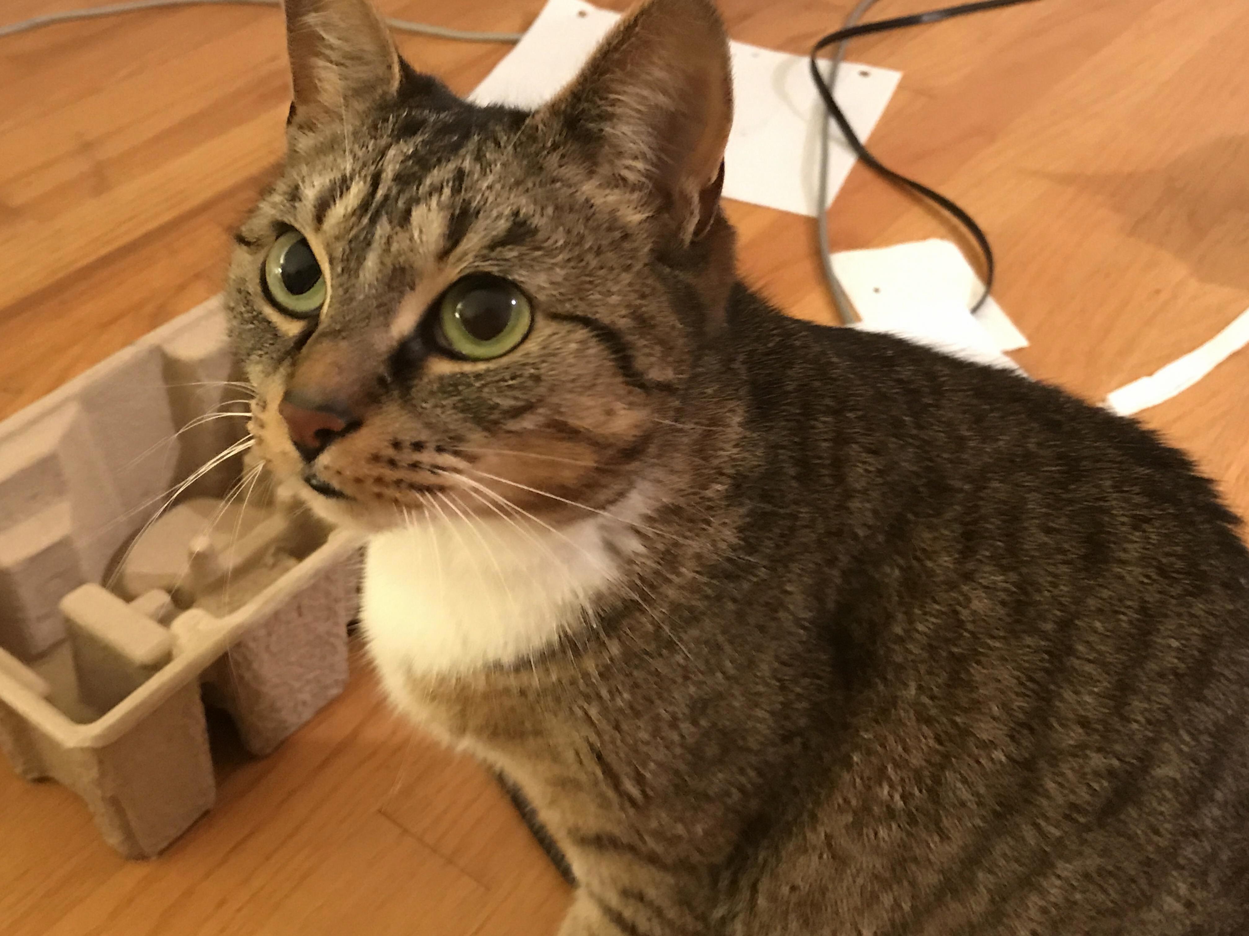 Meet My Cat Kitty Purry Guess Who Her Favorite Pop Singer Is