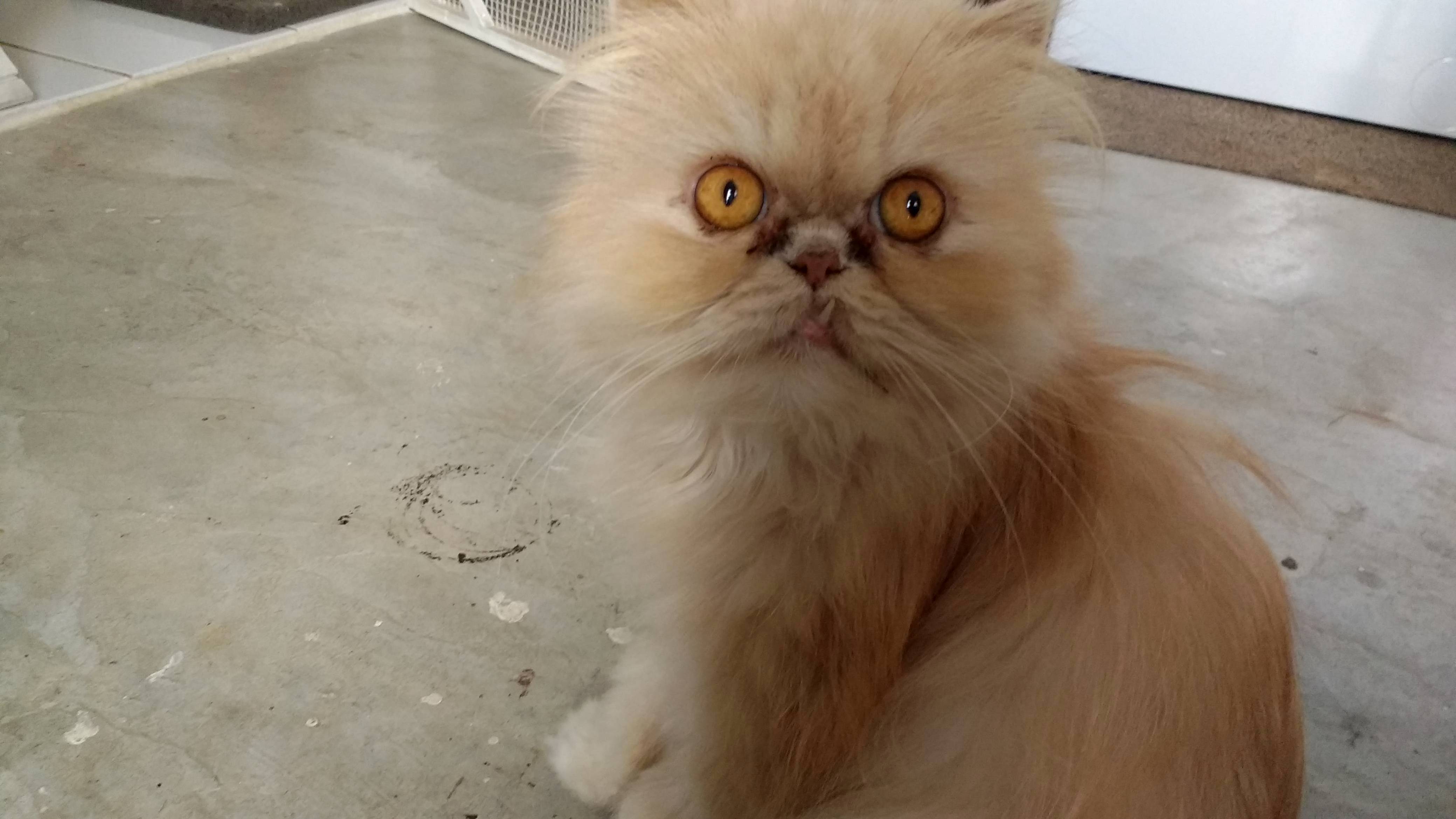 Meet My Grandmas Latest Foster Cat Rufi.