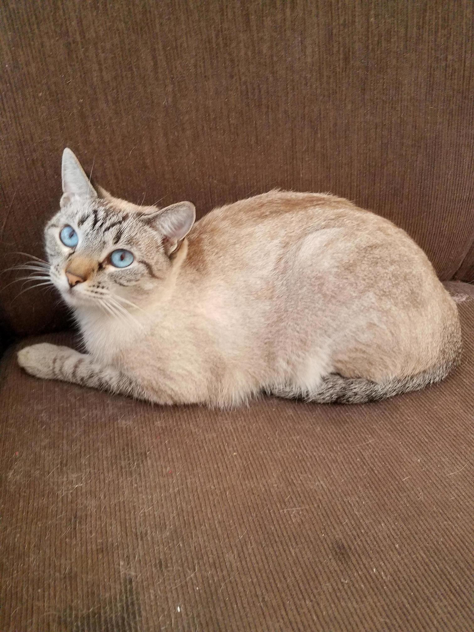 Meet My Sisters Cat Gray.