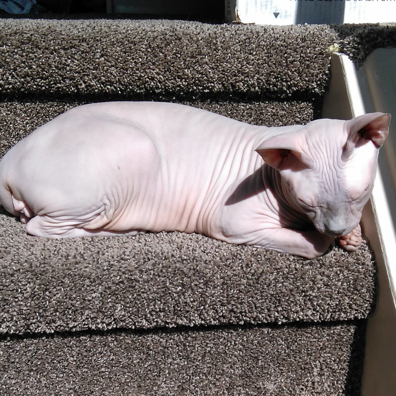 Meet Norton. My Sweet Little Hairless Rescue.