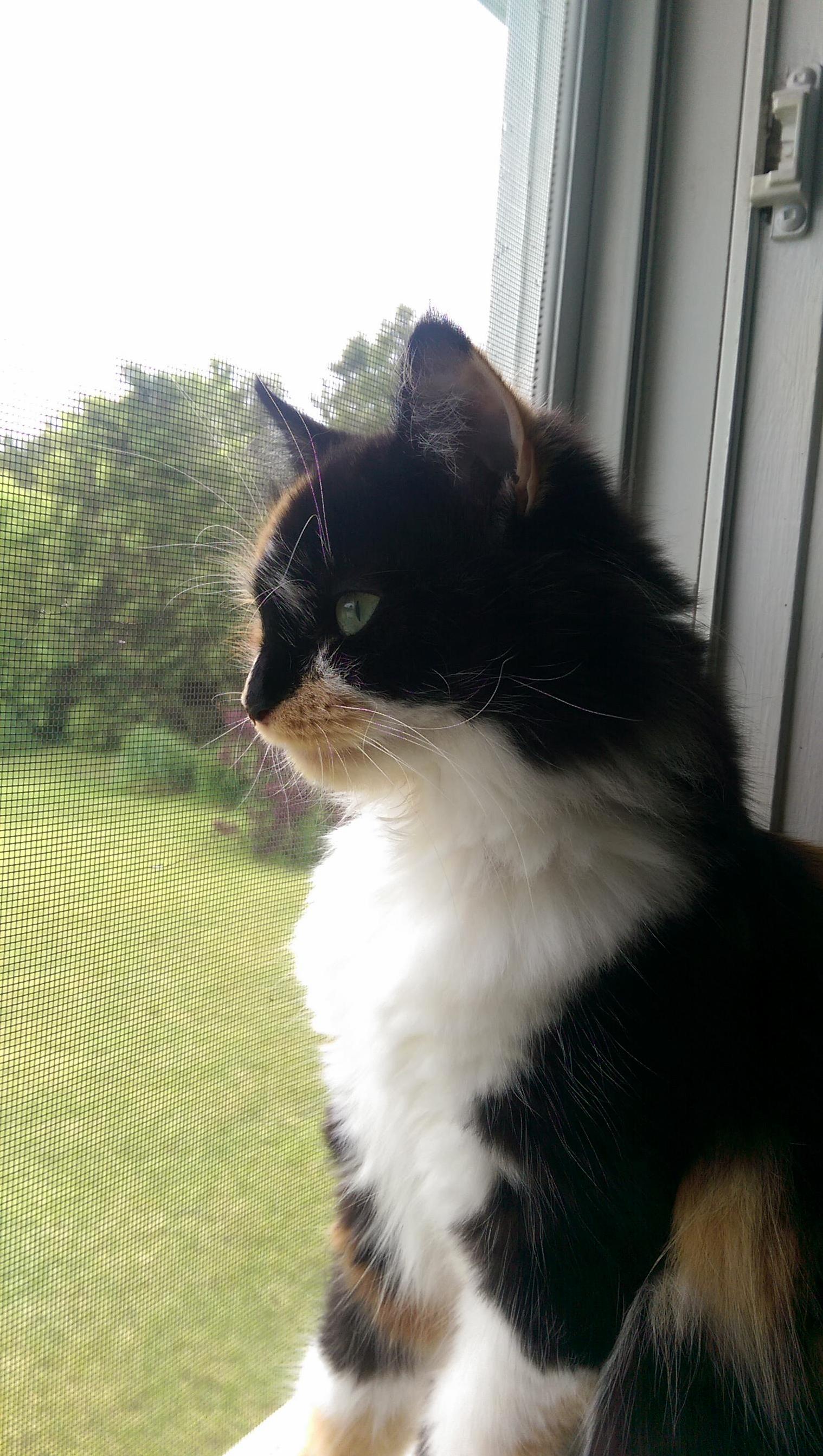 Meet Nutmeg My Beautiful Kitty.