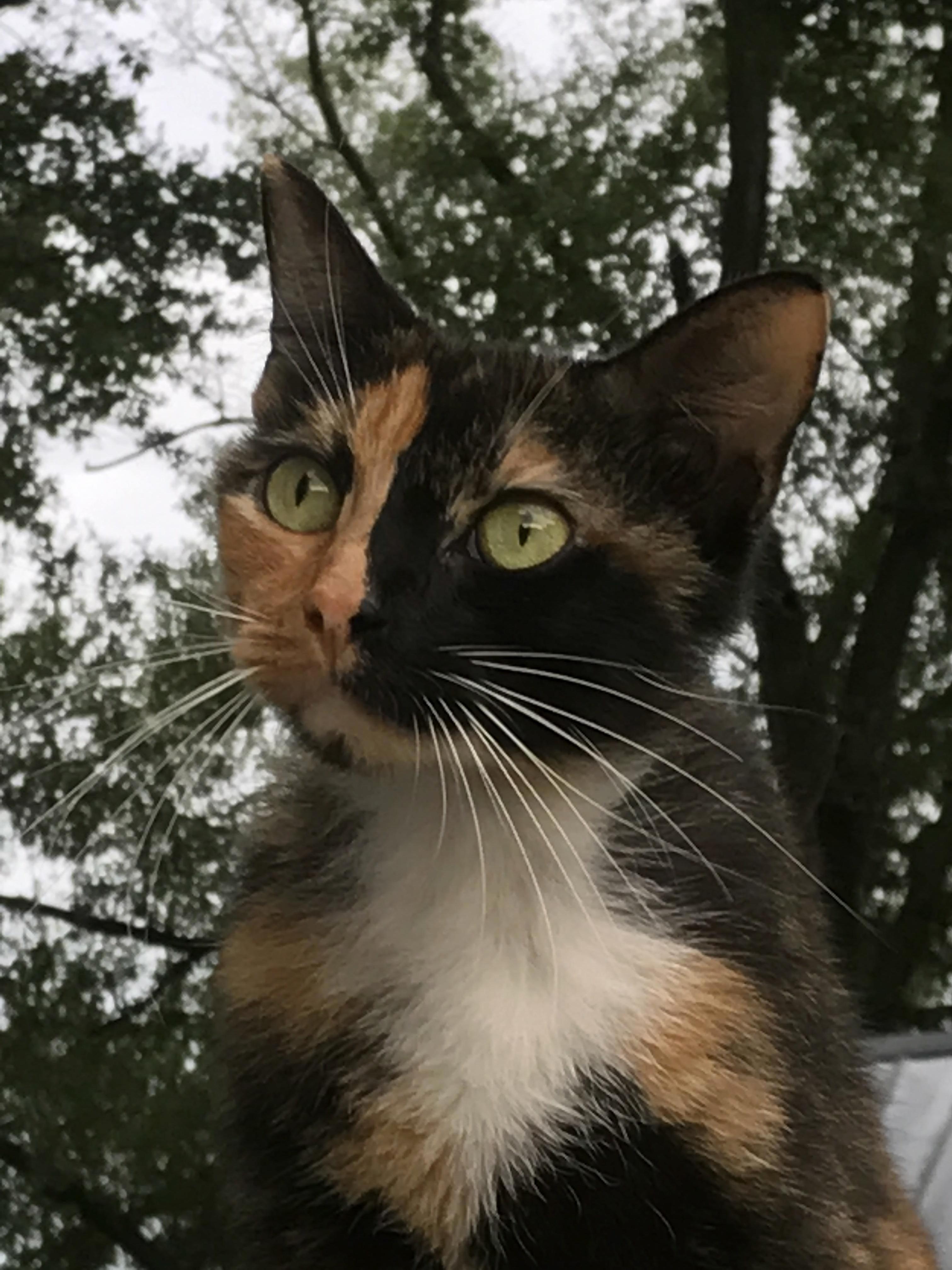 Meet Pumpkin