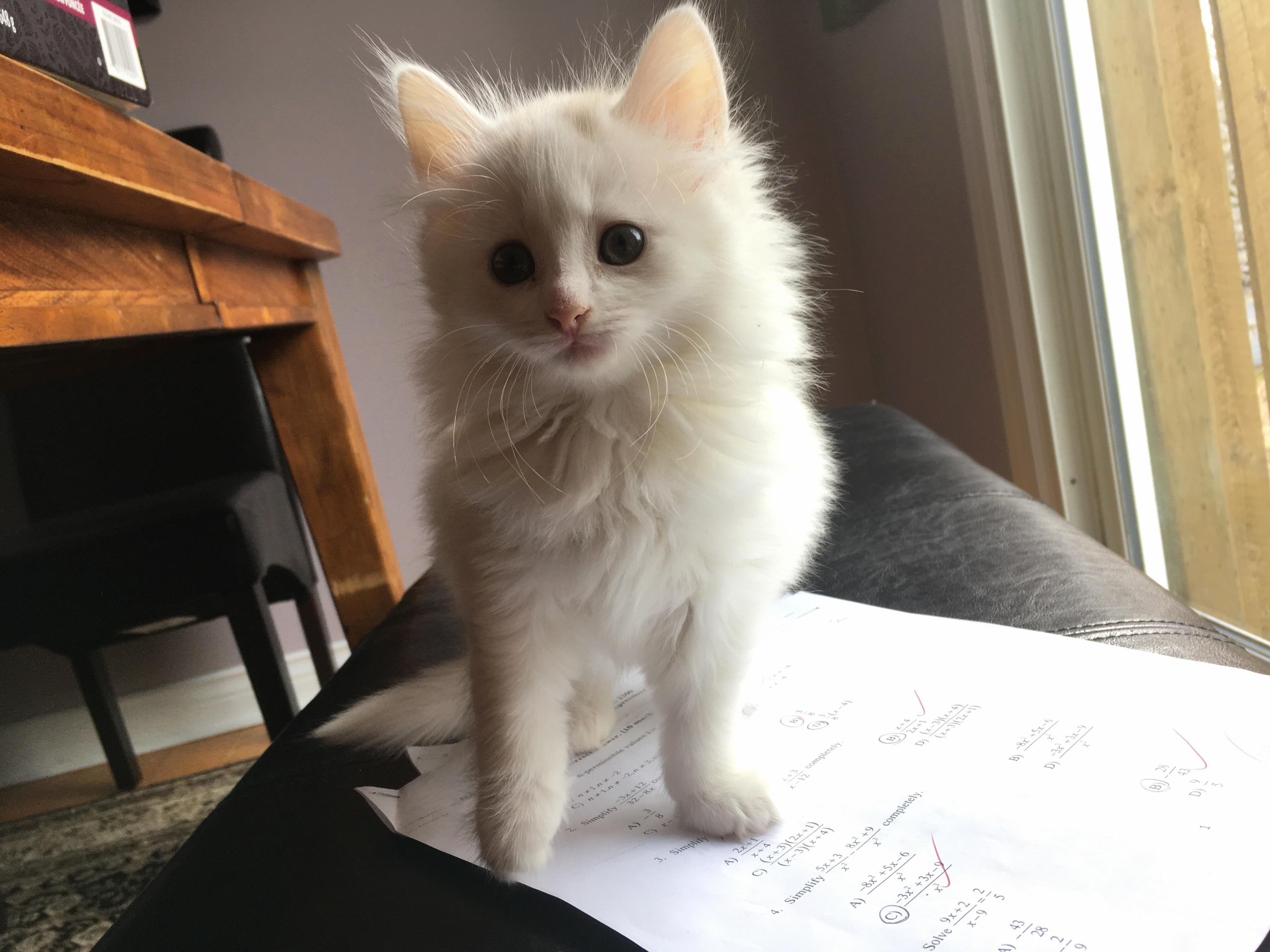 Meet Quebec Shes 9 Weeks Old