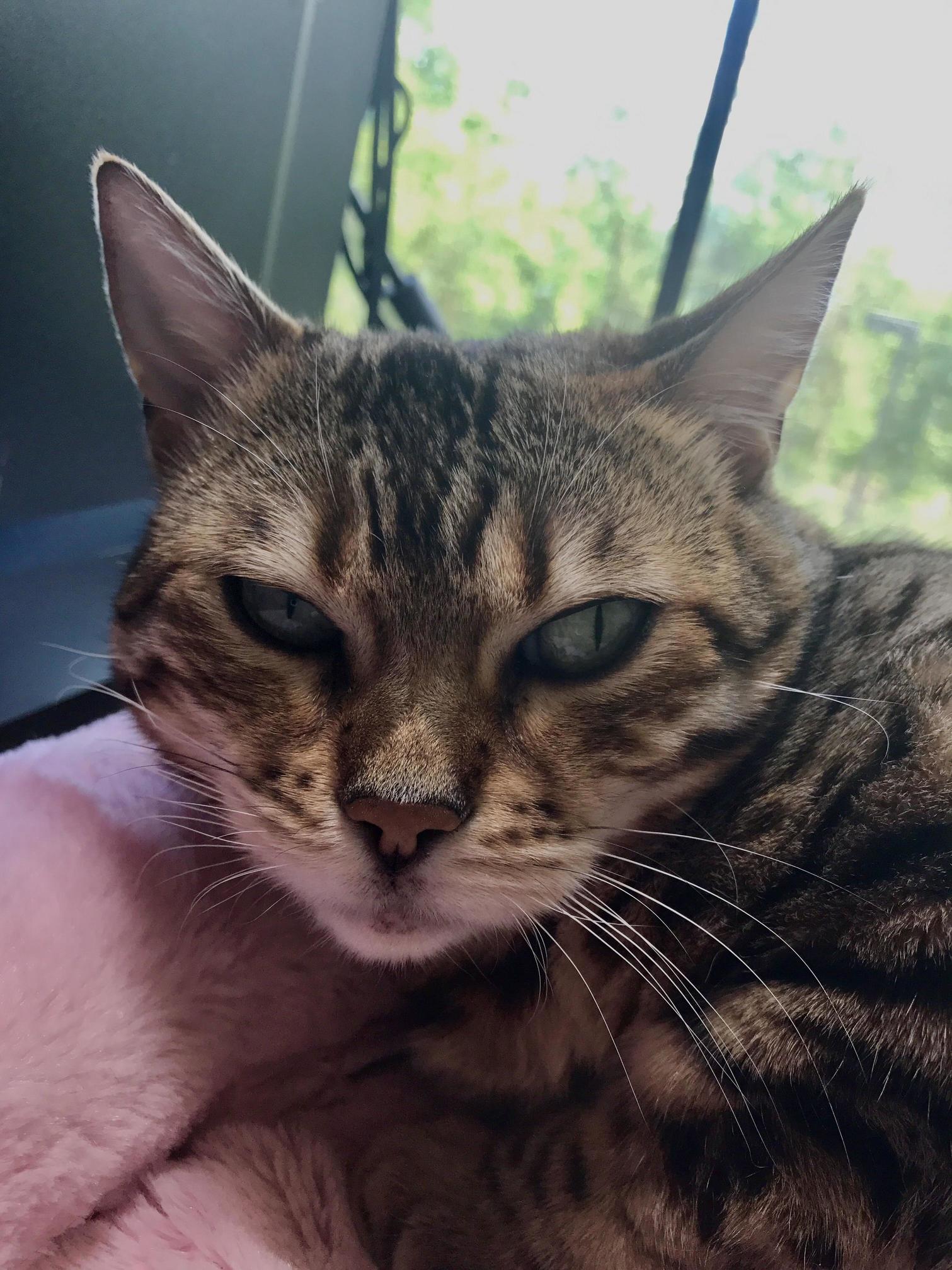 Meet Sammie Our Rescue Bengal. Wednesday She Gets a Tumor Removed.