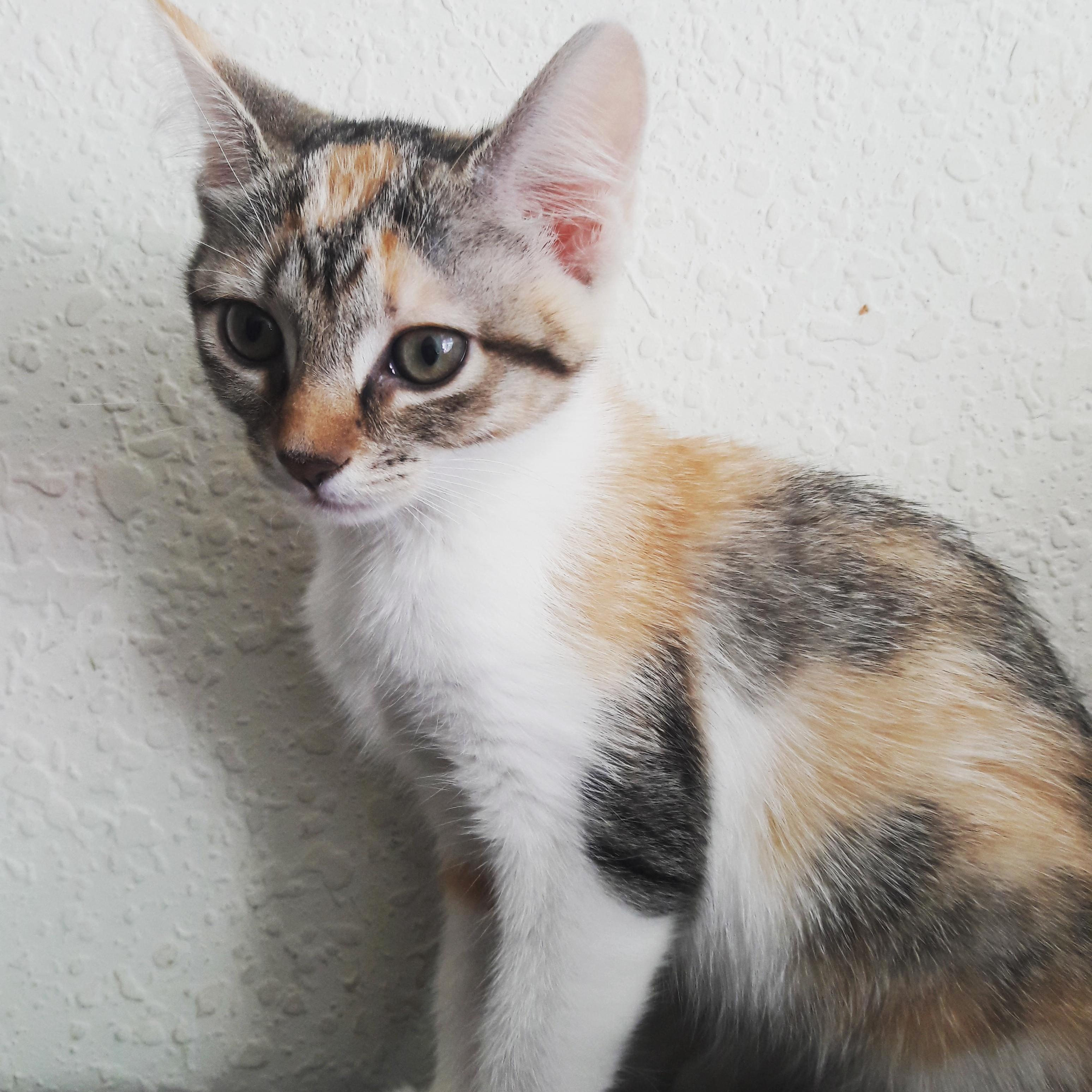 Meet Scout. Adopted Today. 12 and a Half Weeks Old and an Absolute Sweetheart.