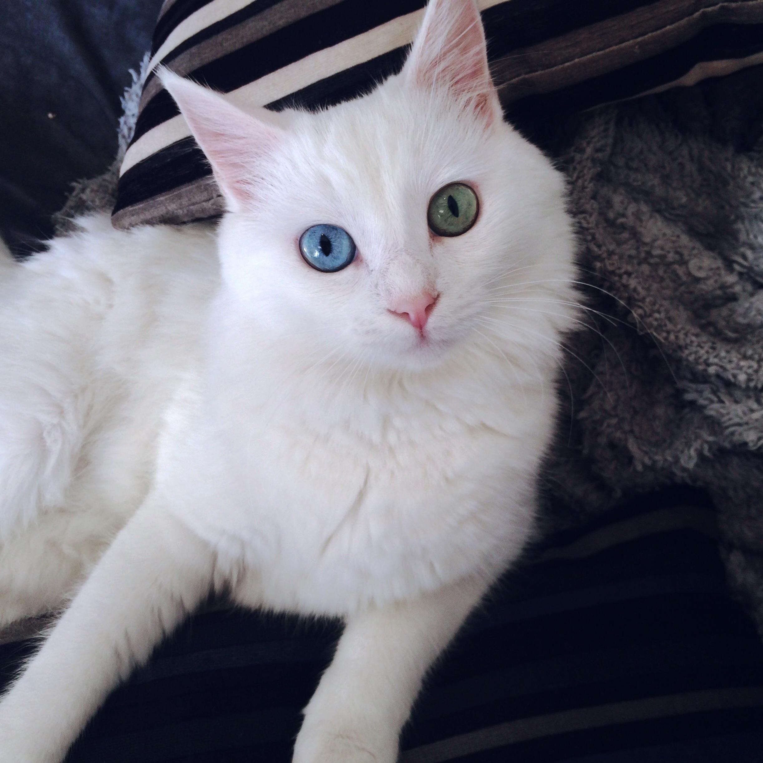 Meet Shira We Rescued Her a Year Ago and Now Shes Our Princess.