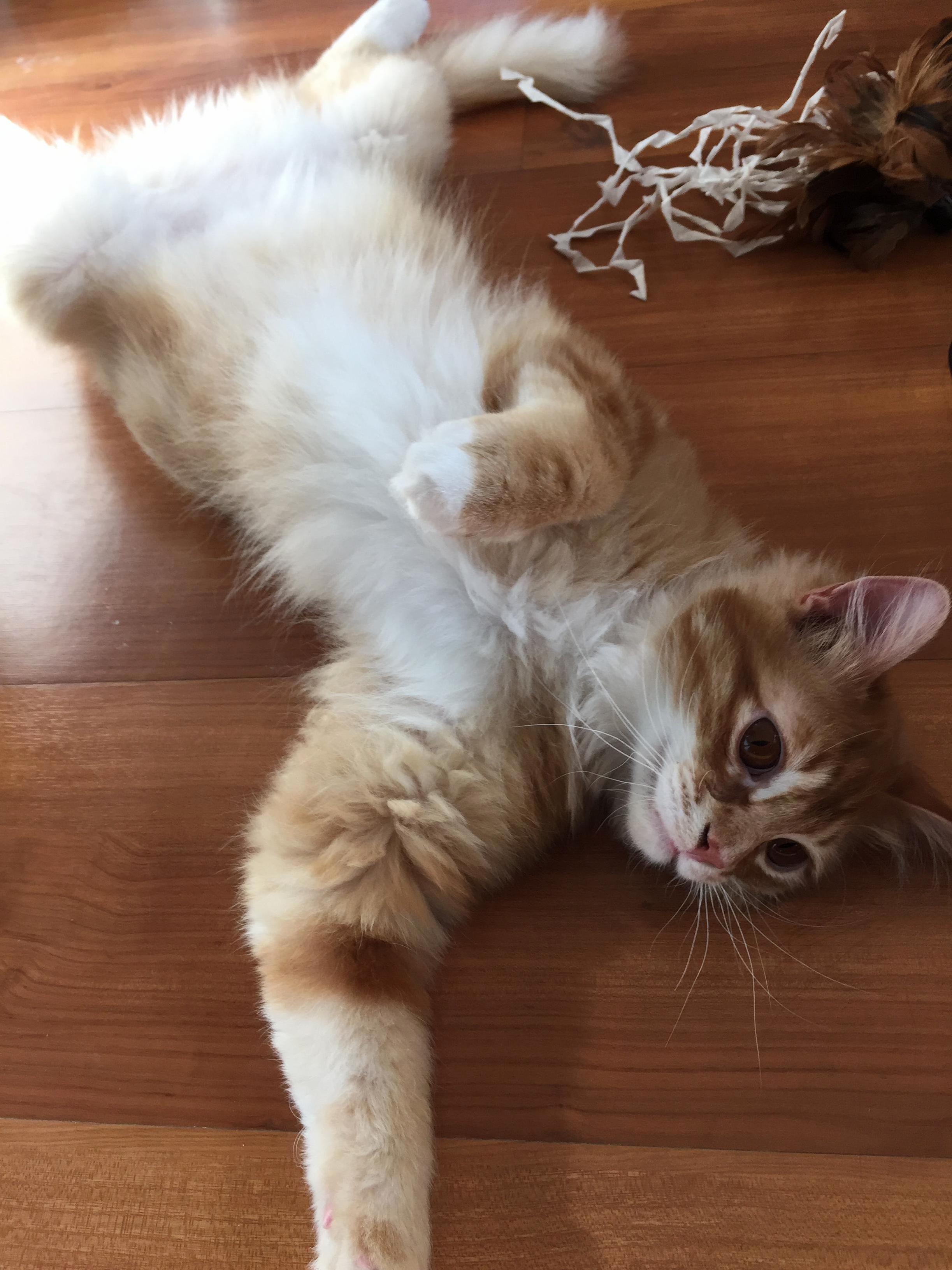 Meet Simba. 1yr Old Comfy in His New Home