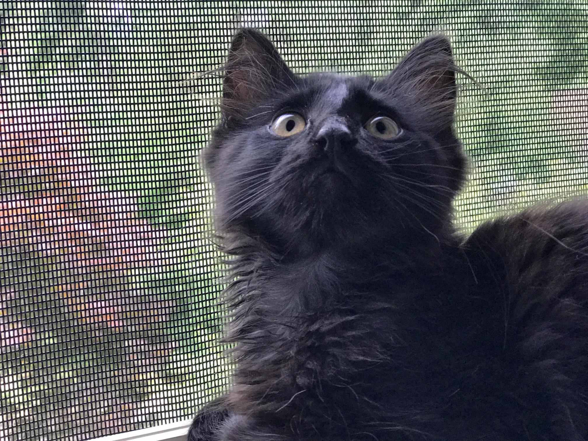 Meet Sirius Our New Rescue Kitten