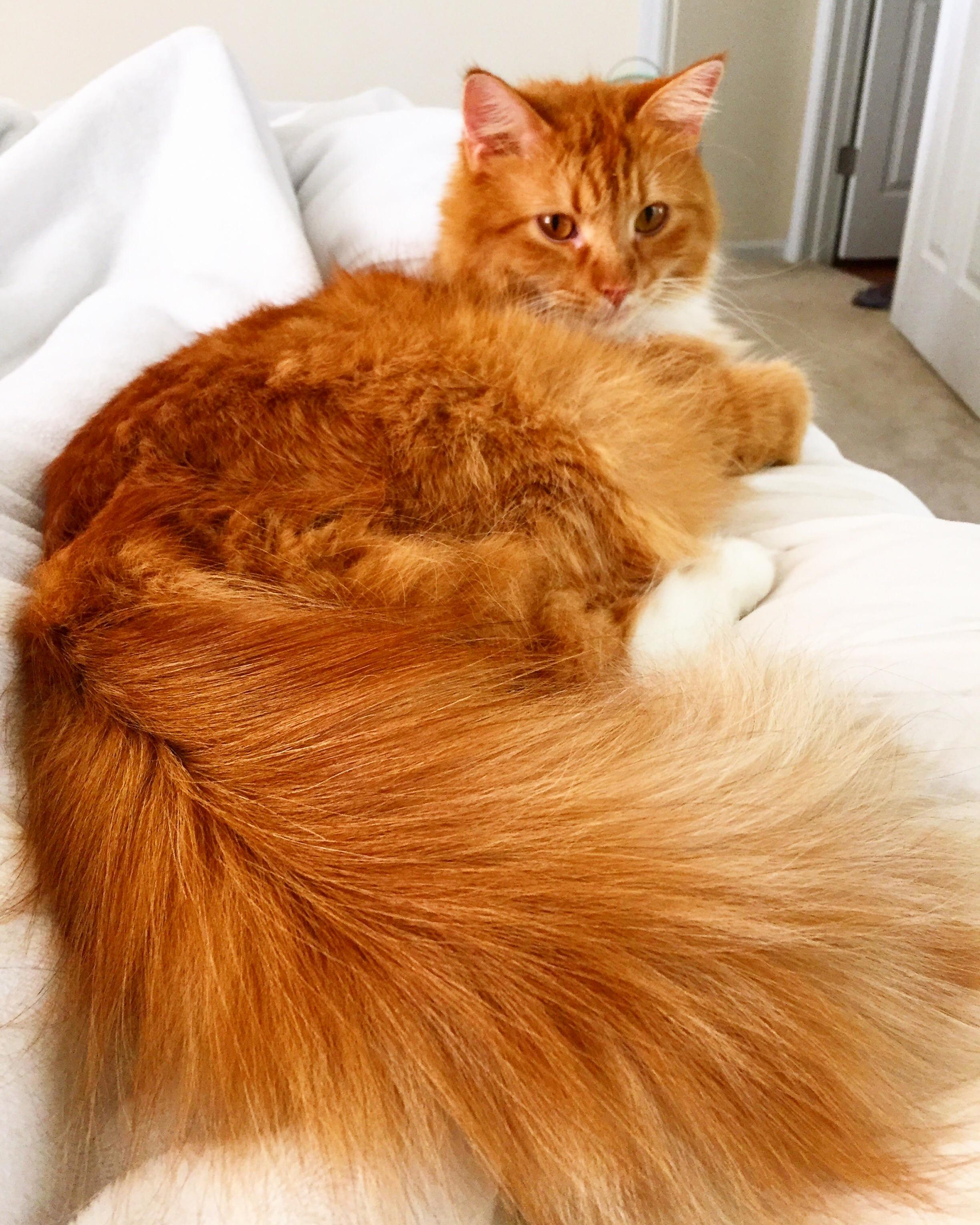 Meet Swiffer the Floofy Keety