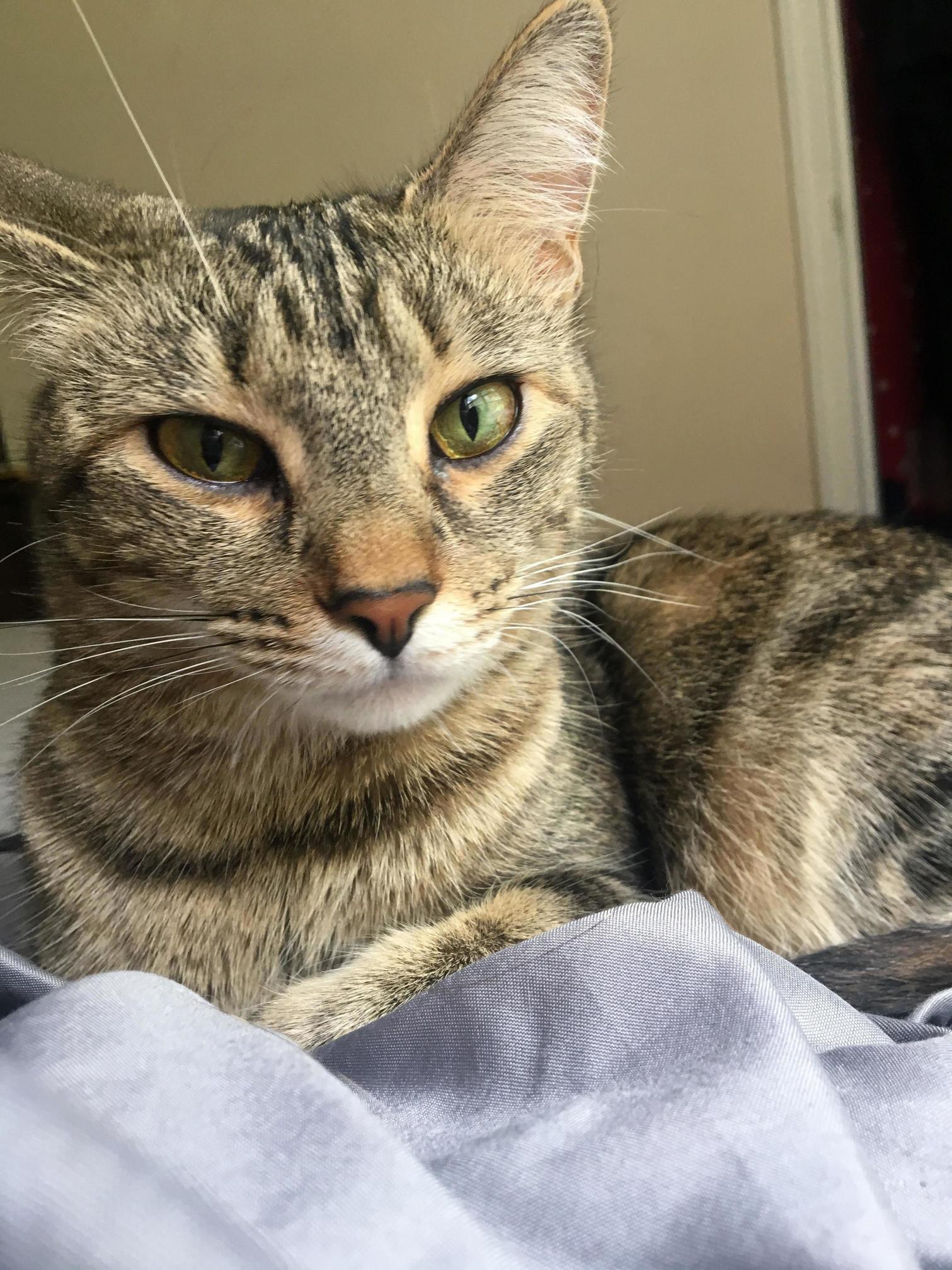 Meet Tazz My Napping Companion. Shes a Good Girl.