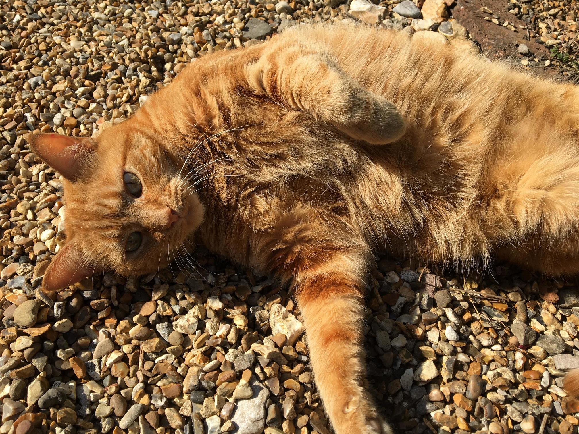 Meet Toffee
