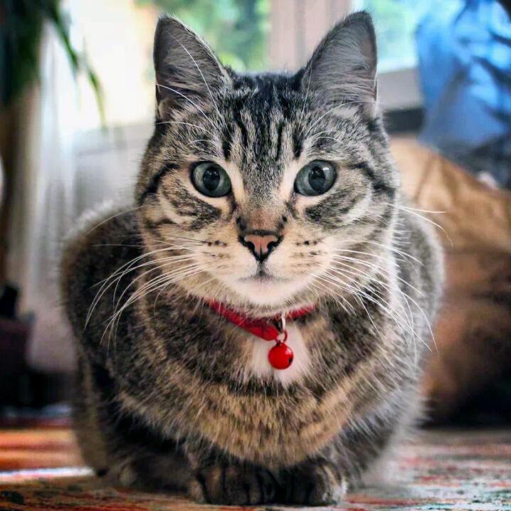 Meet Tutti Shes 13. Photo Taken Three Years Ago Love It.
