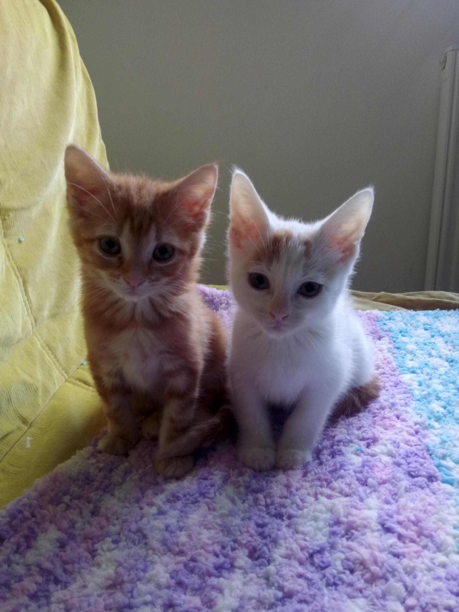 Meet Vyvyan and Rik Adopted Last Weekend from Bradford Cat Rescue Uk. Welcome to Your Forever Home Little Floofs X