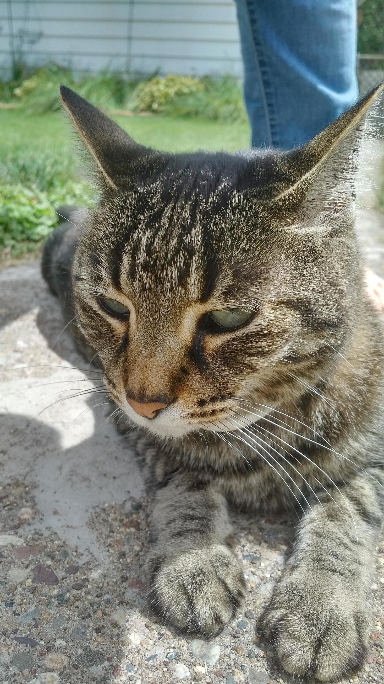 Meet Zacky Vengeance the Drama King. He Always Gives Me This Look.