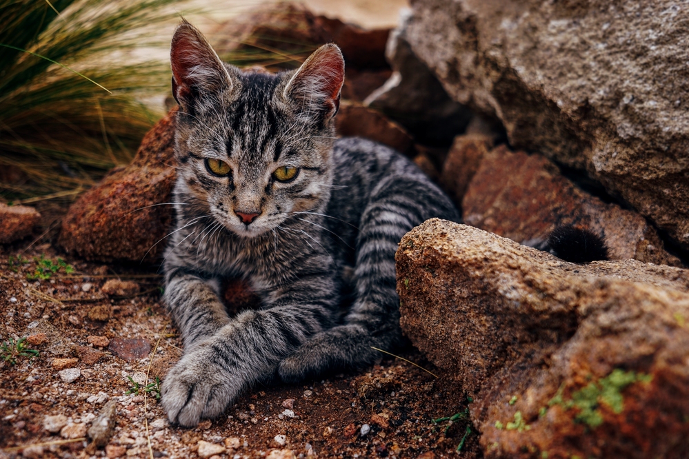 Met This Cuty in the Wild West of Bolivia