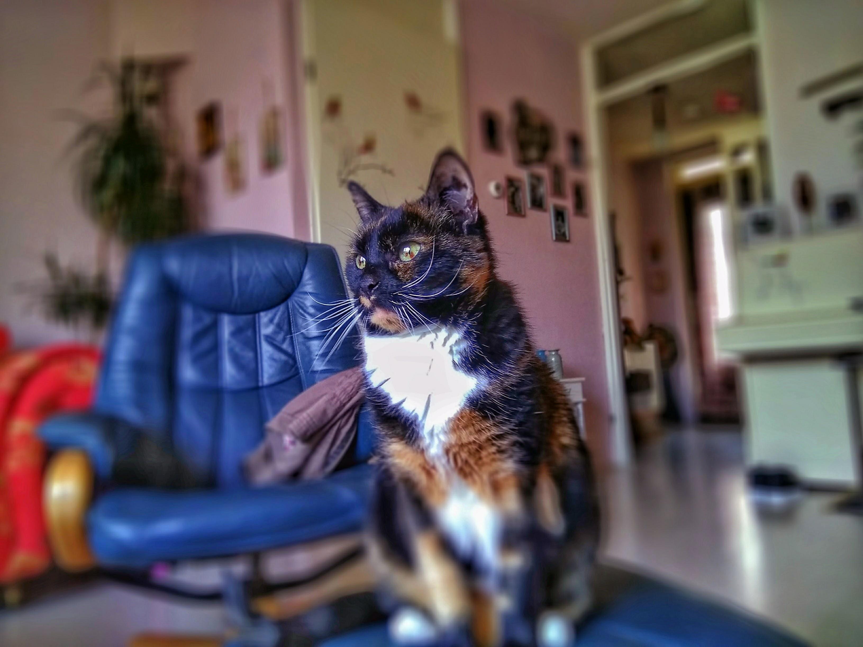 Mimi Not Sure What Kind of Cat She Is but I Like the Mix of Colours.