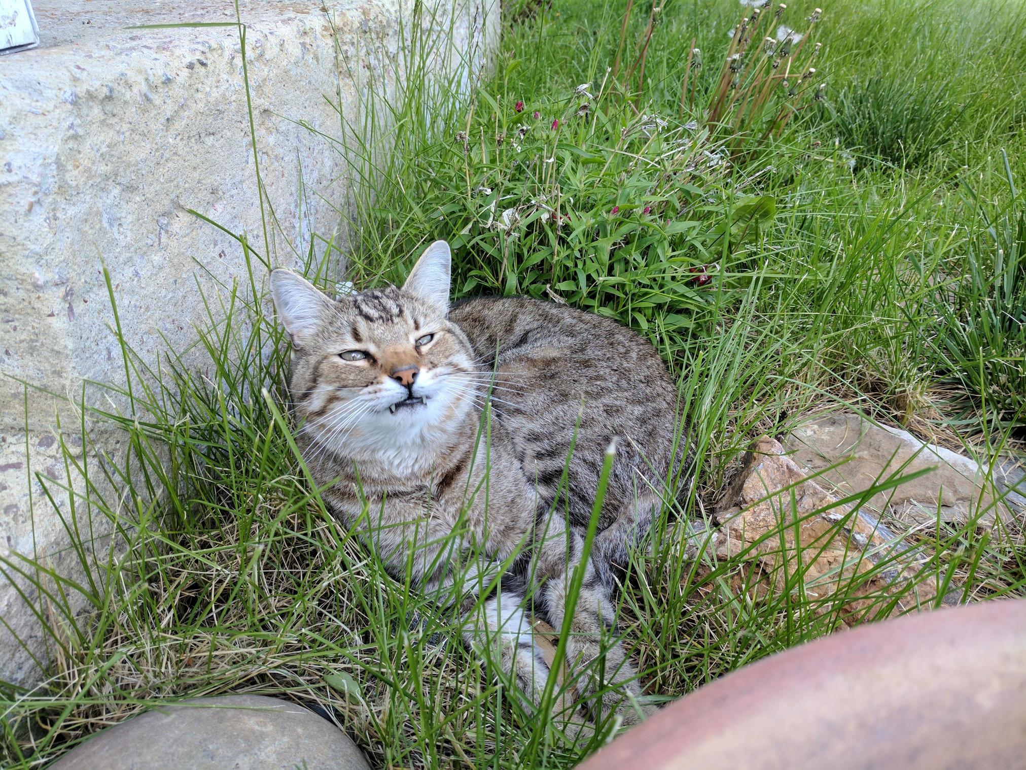 Mister Napping in the Flower Bed. He Gave Me a Smile for the Picture.