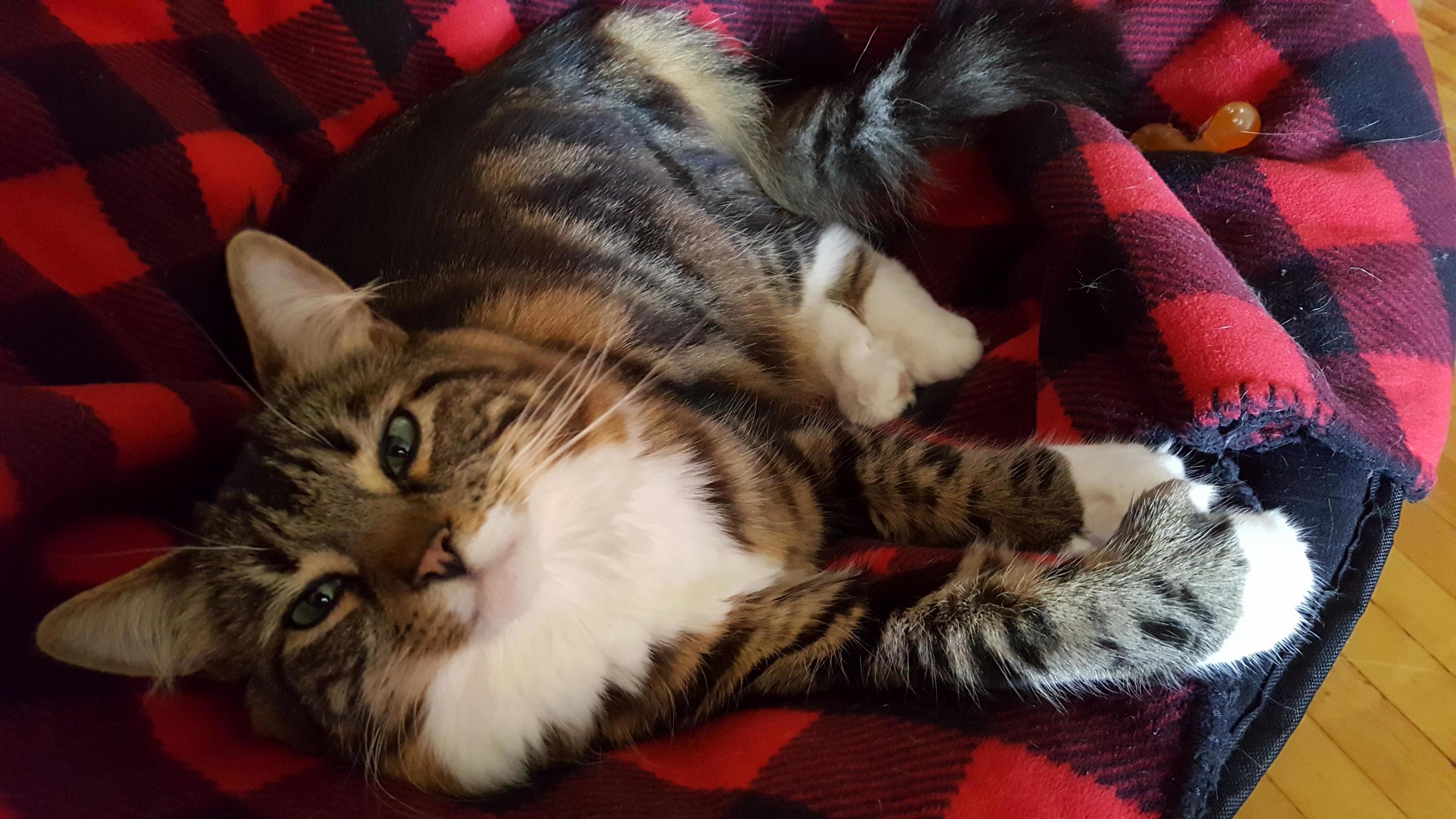 Mittens Has Figured Out How Pretty She Is Which Is Just Another Tactic She Uses to Try to Get Food.