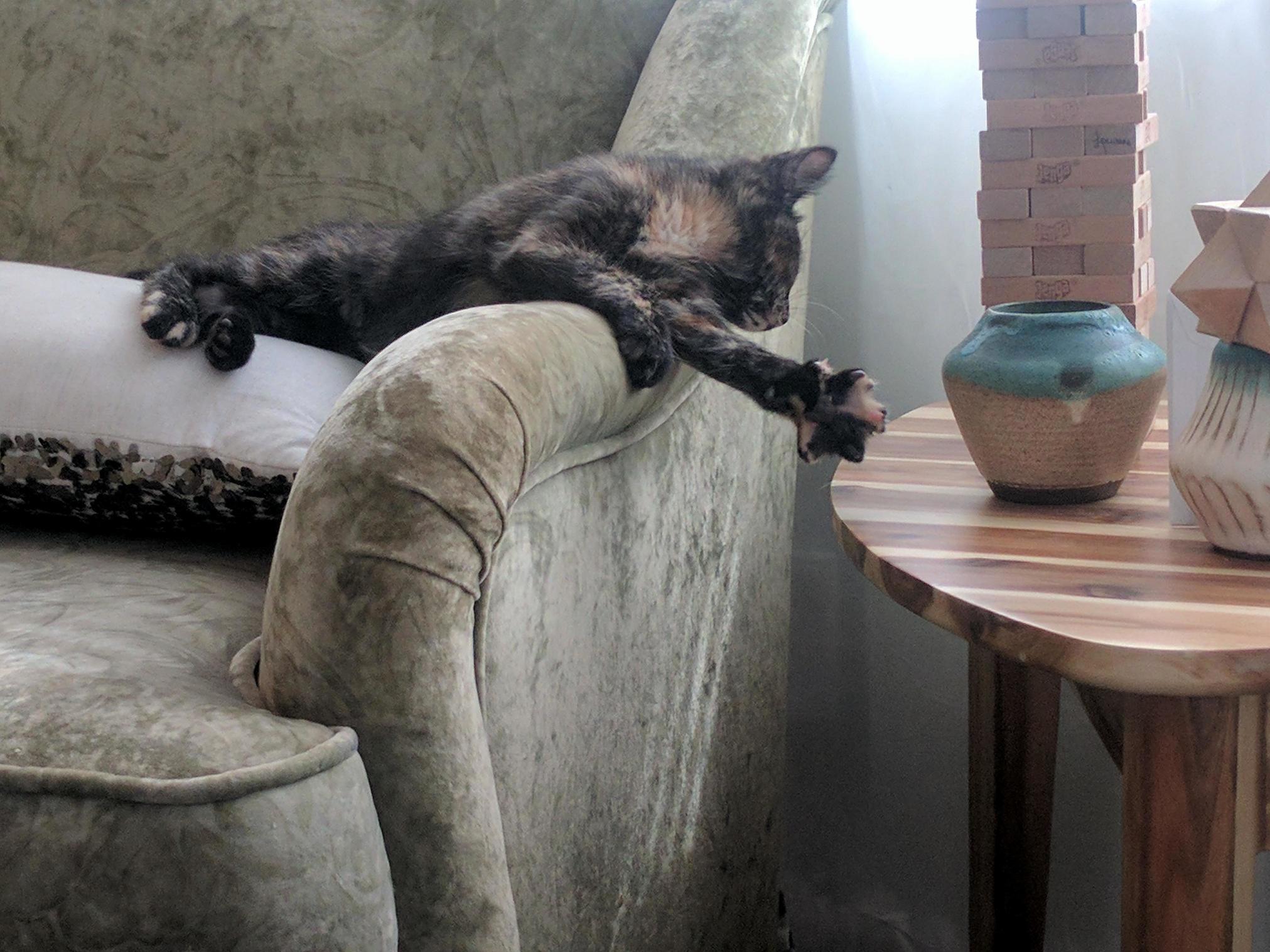 Mom Says Im Not Allowed on the Table I Ll Show Her...
