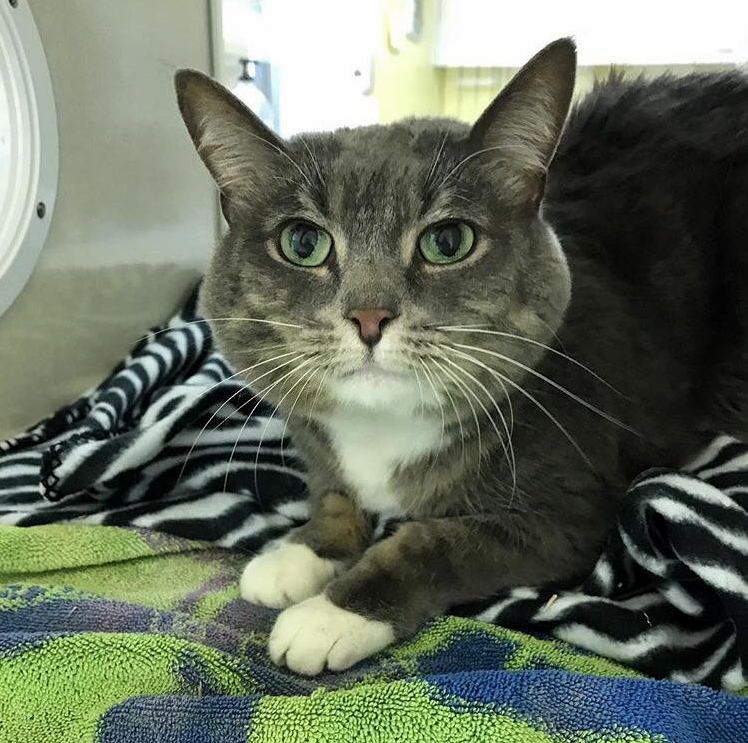 Mona Is My Favorite Cat at the Shelter I Work at and Has Been Here a Long Time
