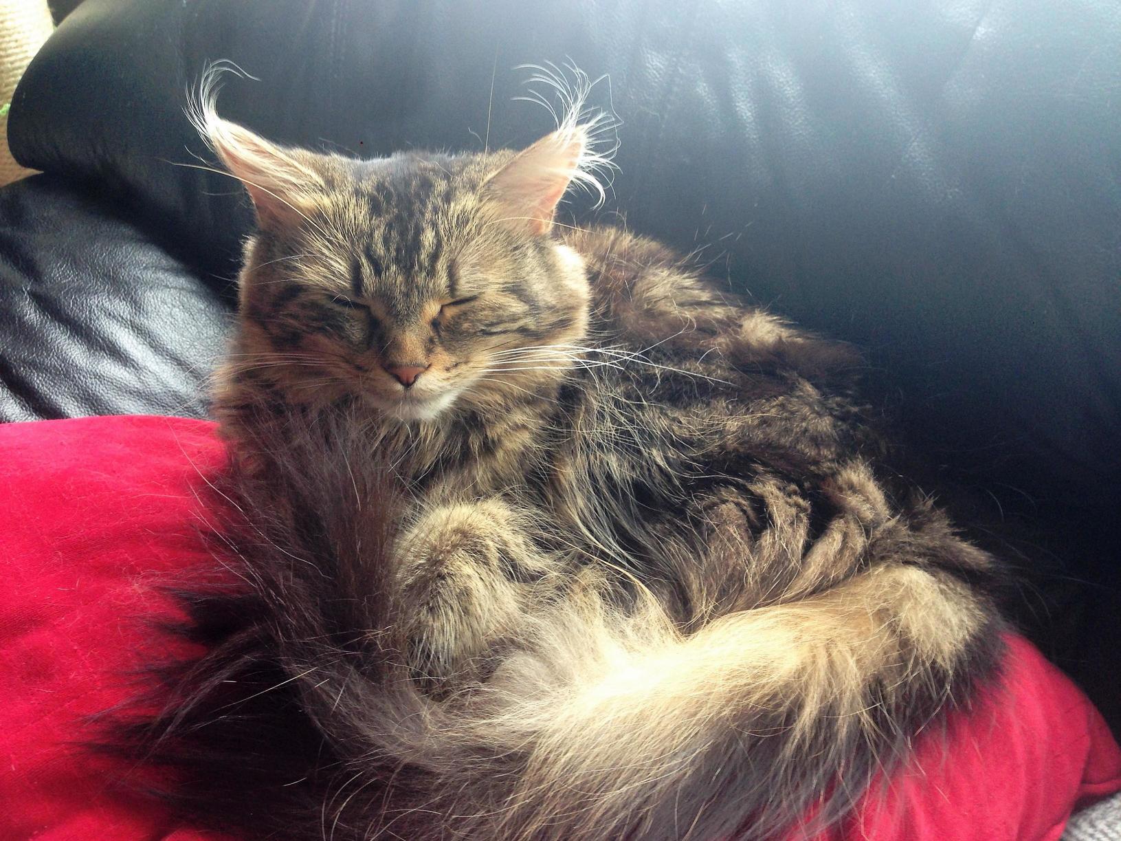Monday Bad Ear-hair Day