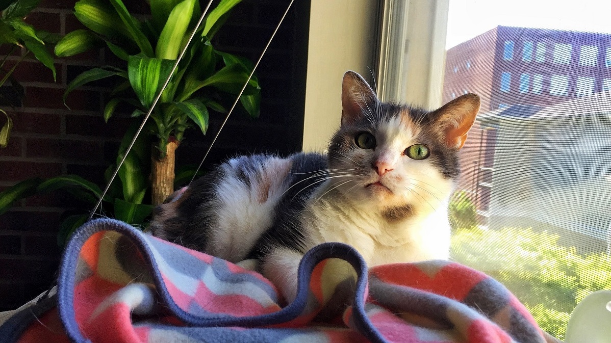Moni Hates Literally Every Single Store-bought Thing Ever Presented to Her in 16 Years. Last Week We Tried a Window Hammock.