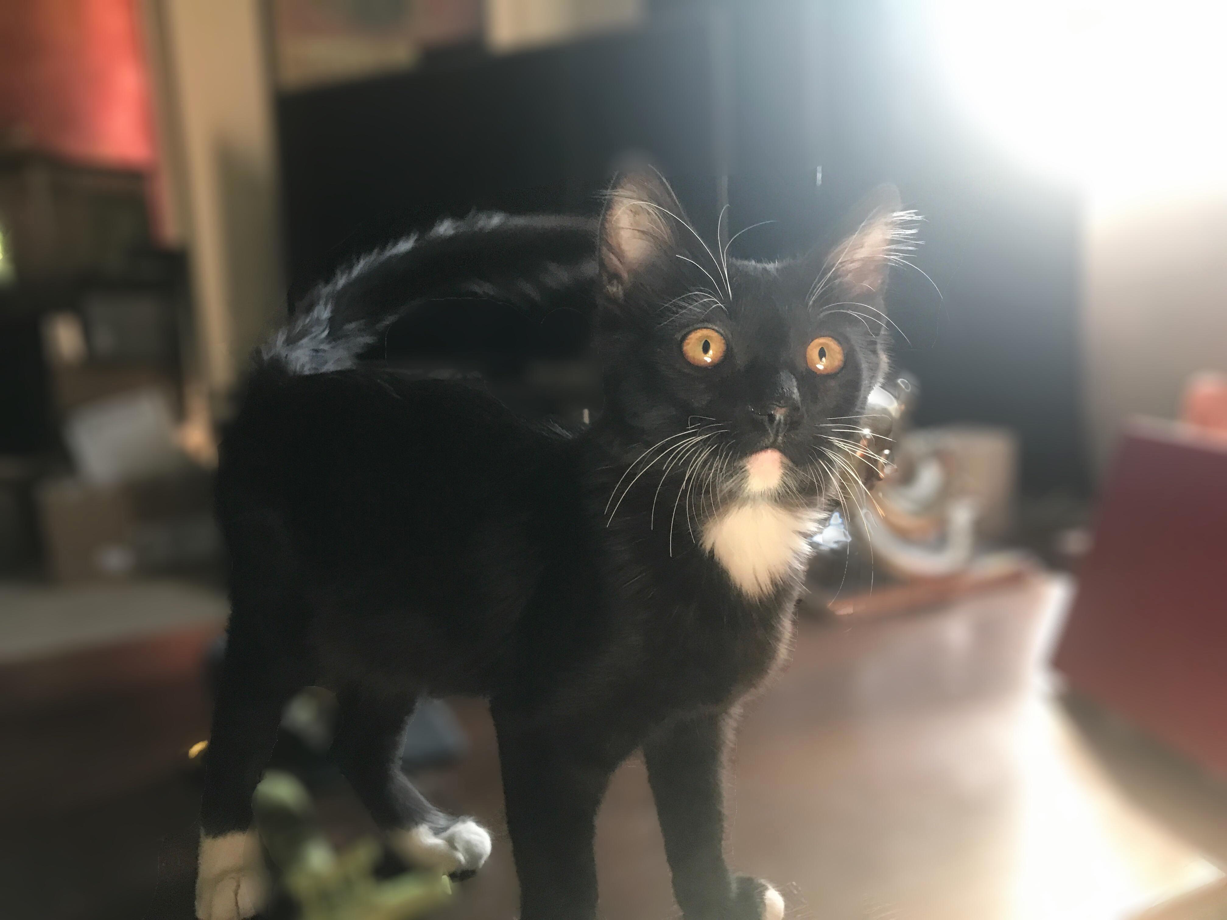 Morning Sun.