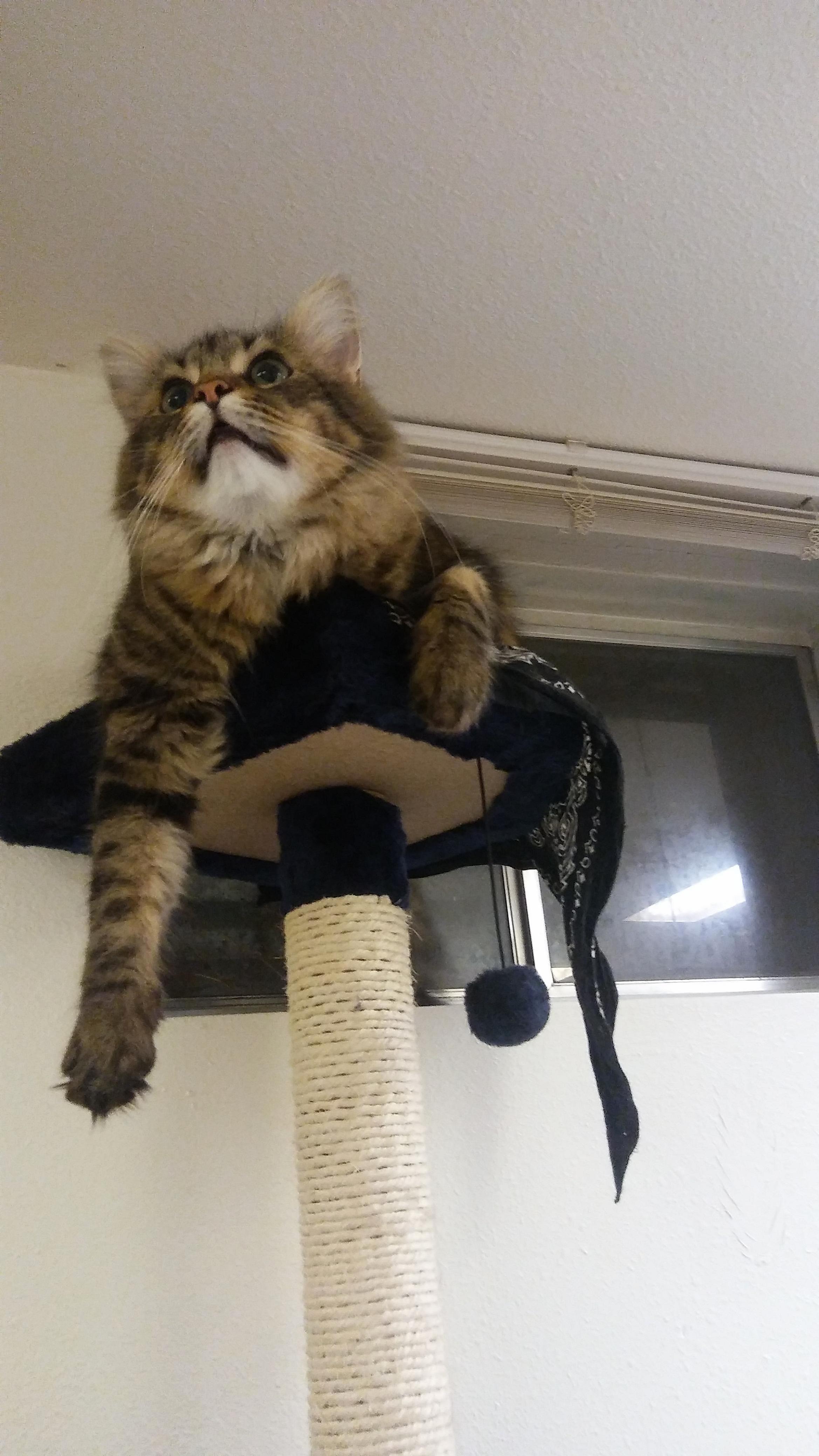 Moth Hunting Main Coon Searching for Prey.