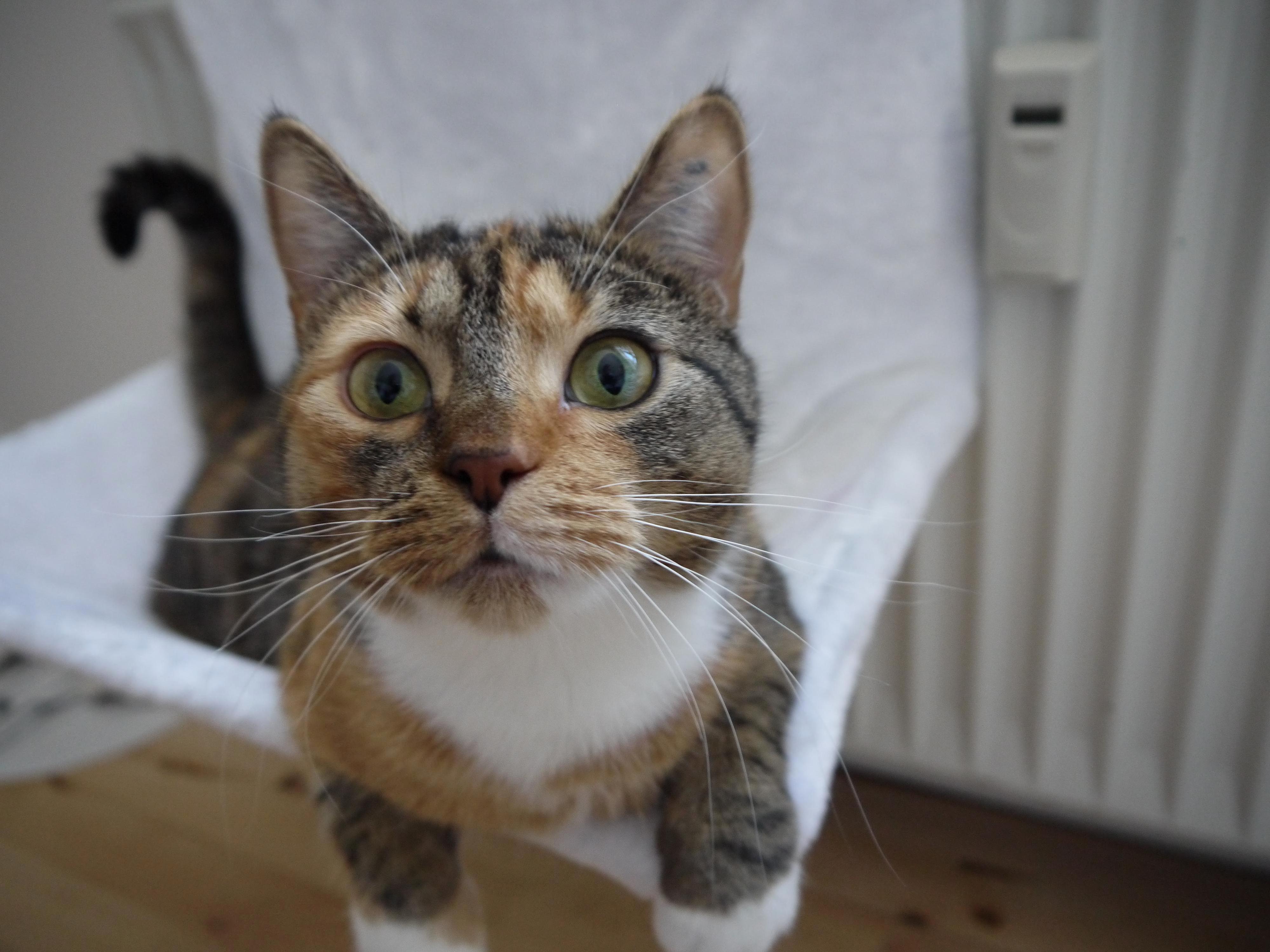 Mourning We Had to Say Goodbye to Our Dear Aya Three Days Ago - She Was Hit by a Car and Were Having a Hard Time Coping. Rip Sweet Girl 3
