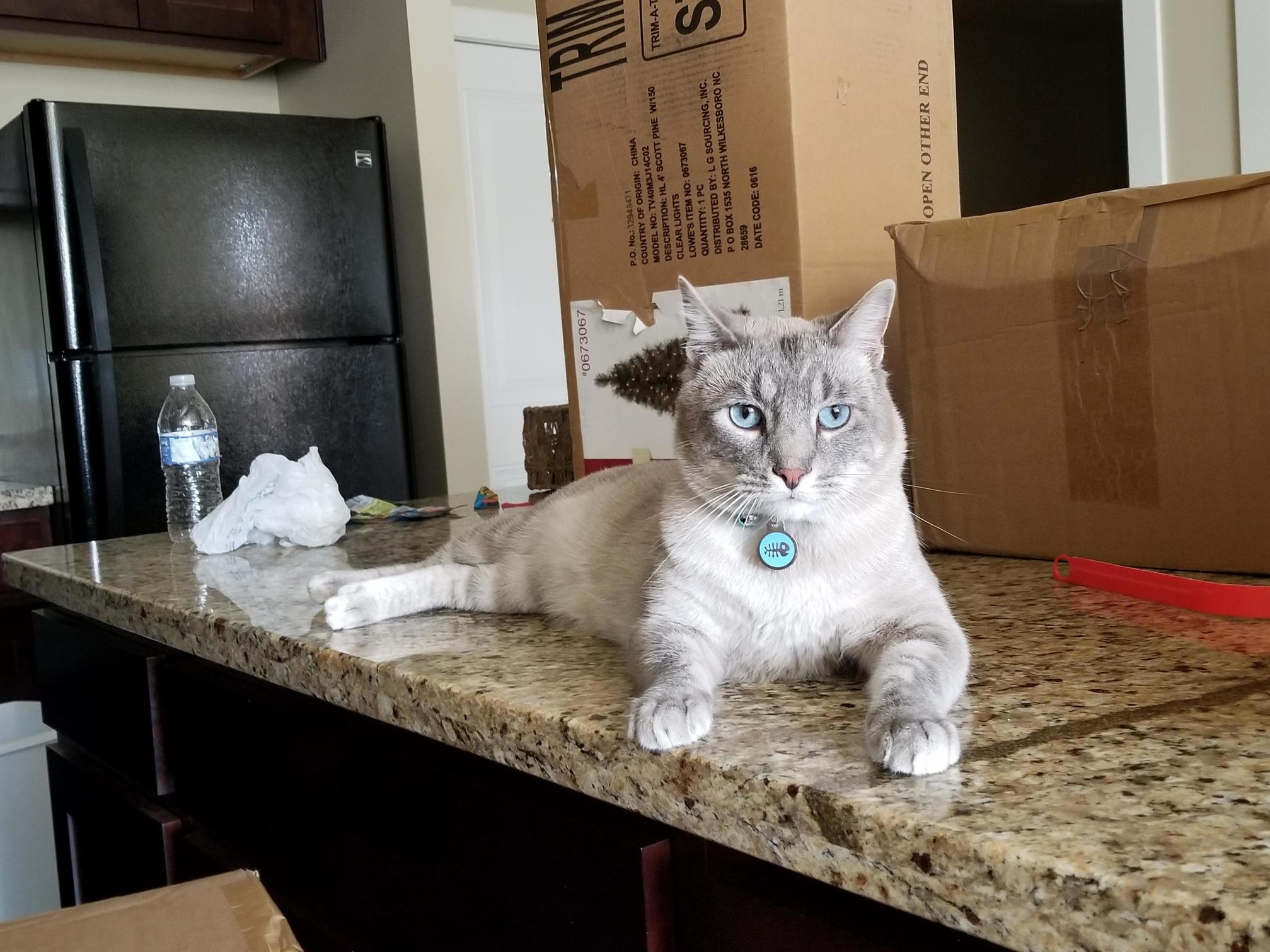 Moving Into Our New Place and He Decided His Favorite Lounging Place Is the Island in Our Kitchen.