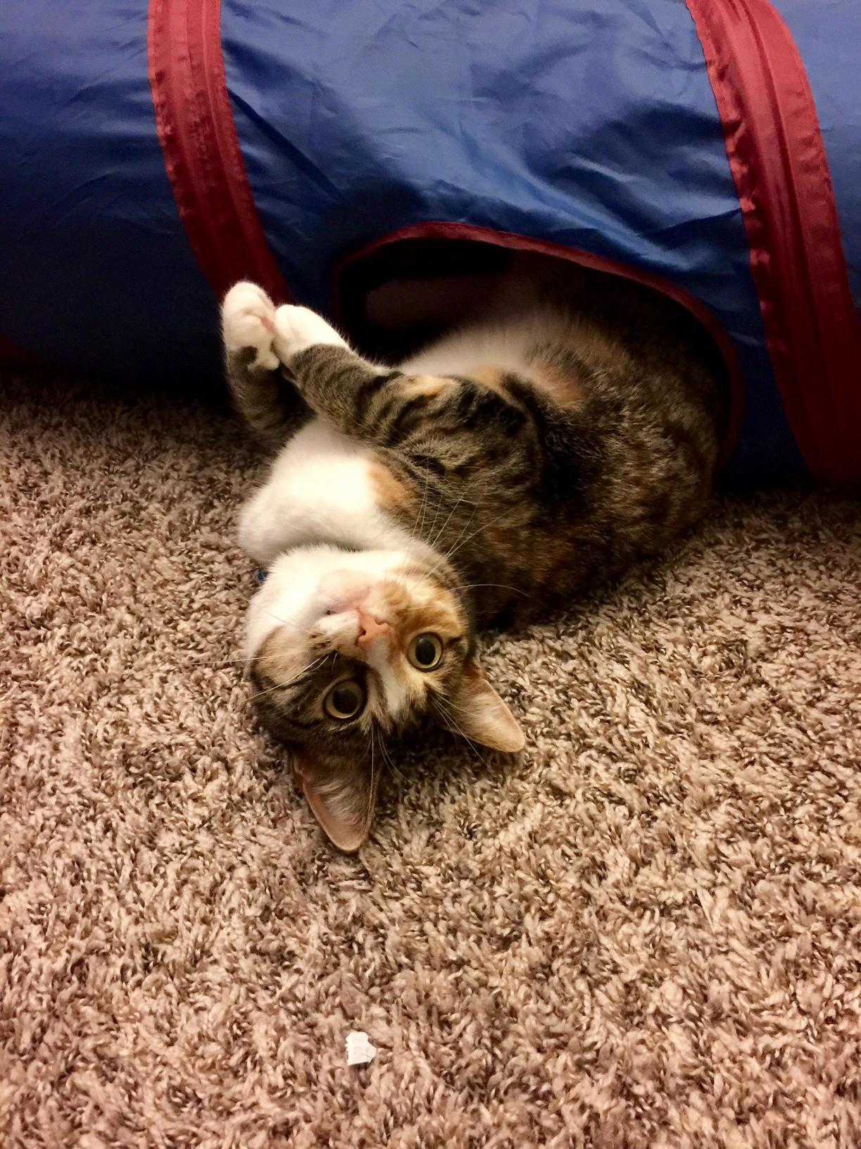 Moxxi Was Having Fun in Her Crinkle Tube Tonight