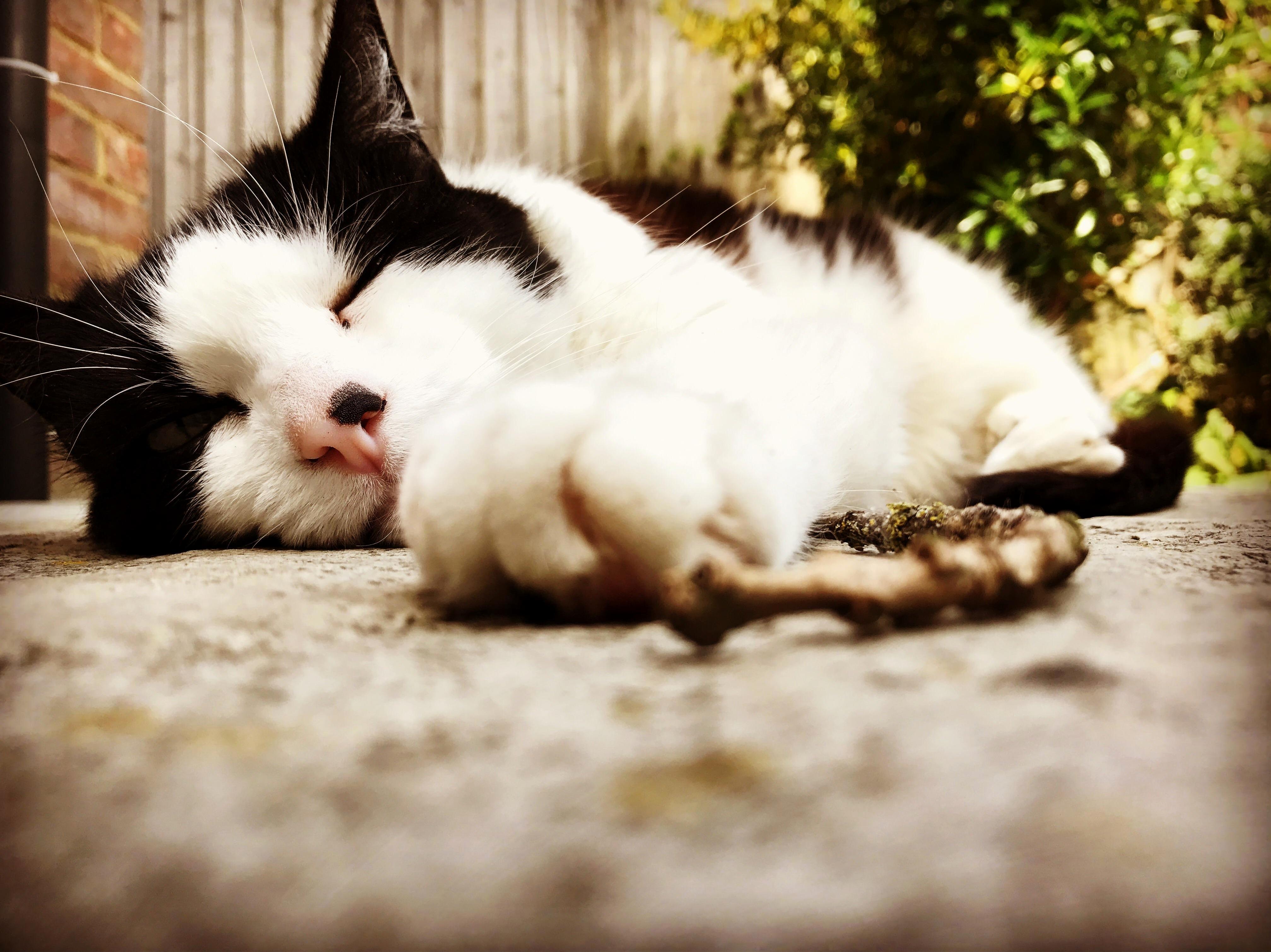 My 12 Year Old Cat We Ve Been Through a Lot Together. Love Her So Much.