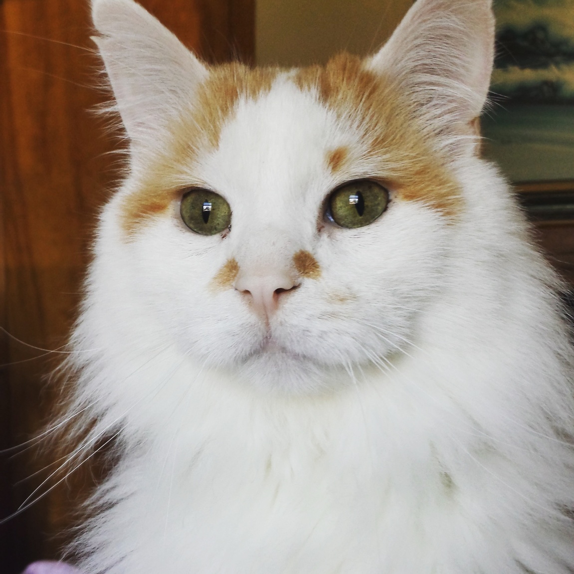 My 15 Pound Forest Cat.