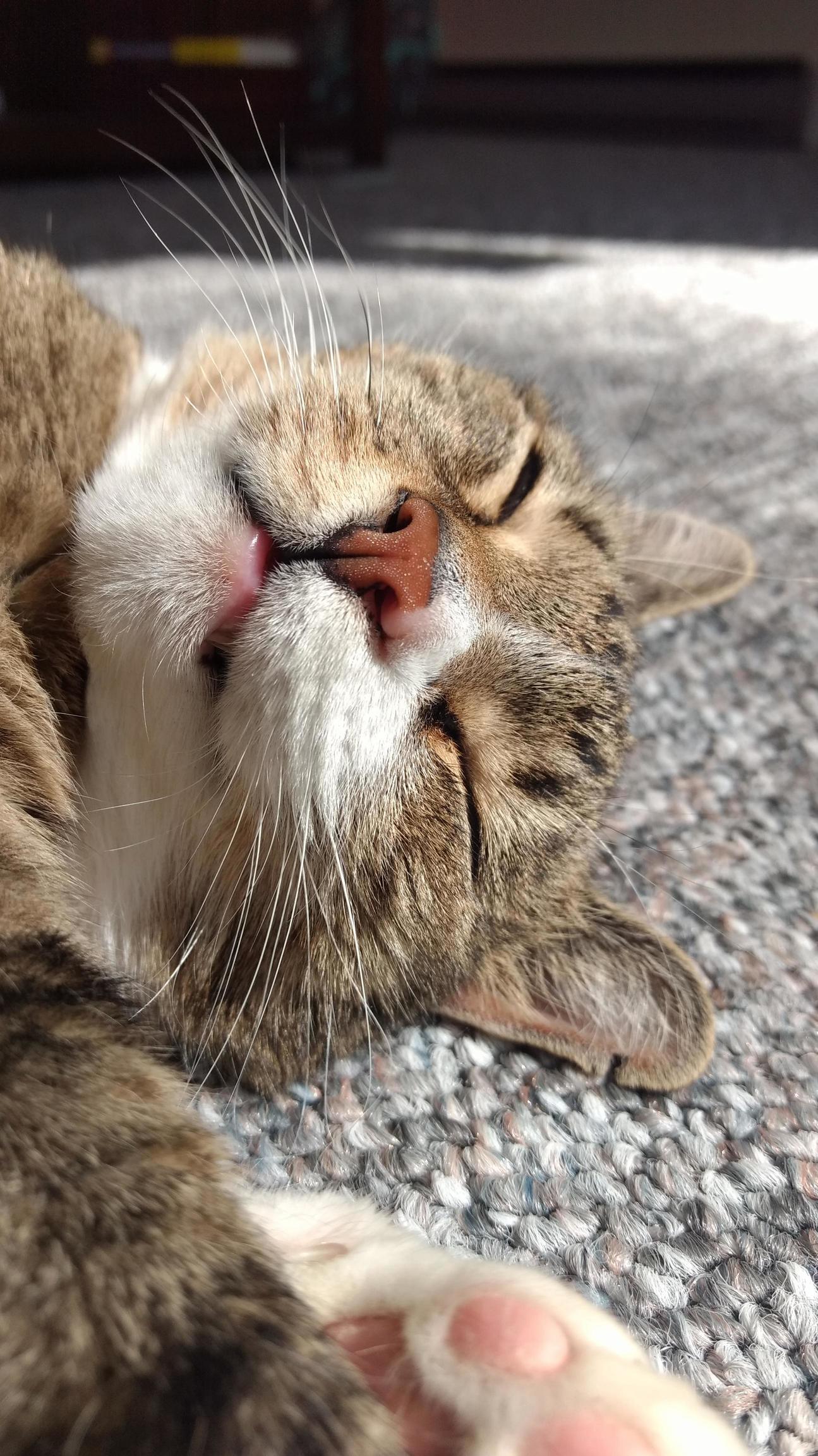 My 18 Old Kitty Button Sleeps a Lot These Days