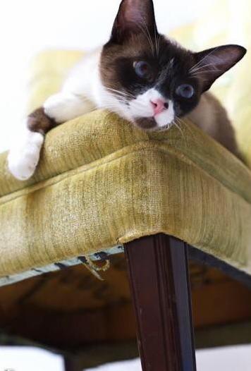 My 19lb Lazy Snowshoe Posing Before a Photoshoot for Someone Else but If He Fits He Sits Right