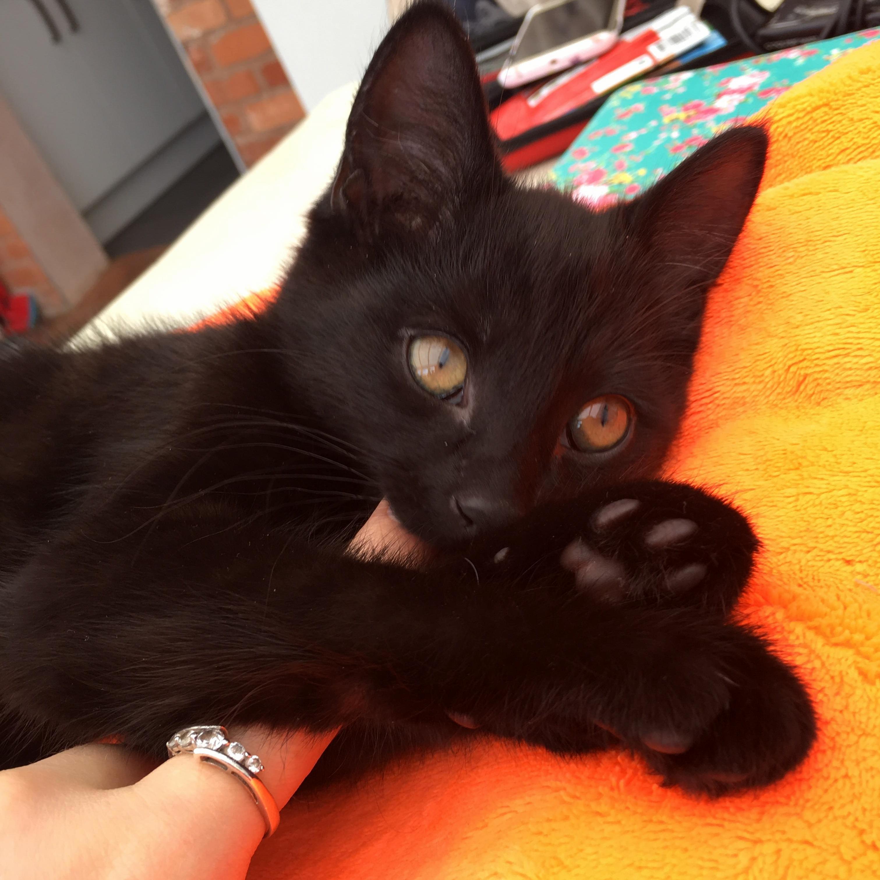 My Baby Boy Bramble