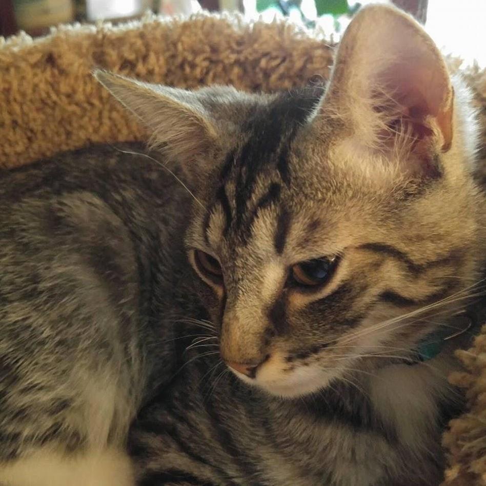 My Baby Boy Tigger. Accidentally Got Ran Over Day After Valentines This Year. He Was Supposed to Be 2 Miss and Luv Ya My Bubbaboy