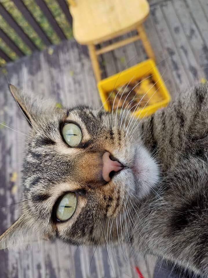 My Baby Buddy. Hes a Beautiful Brown Tabby